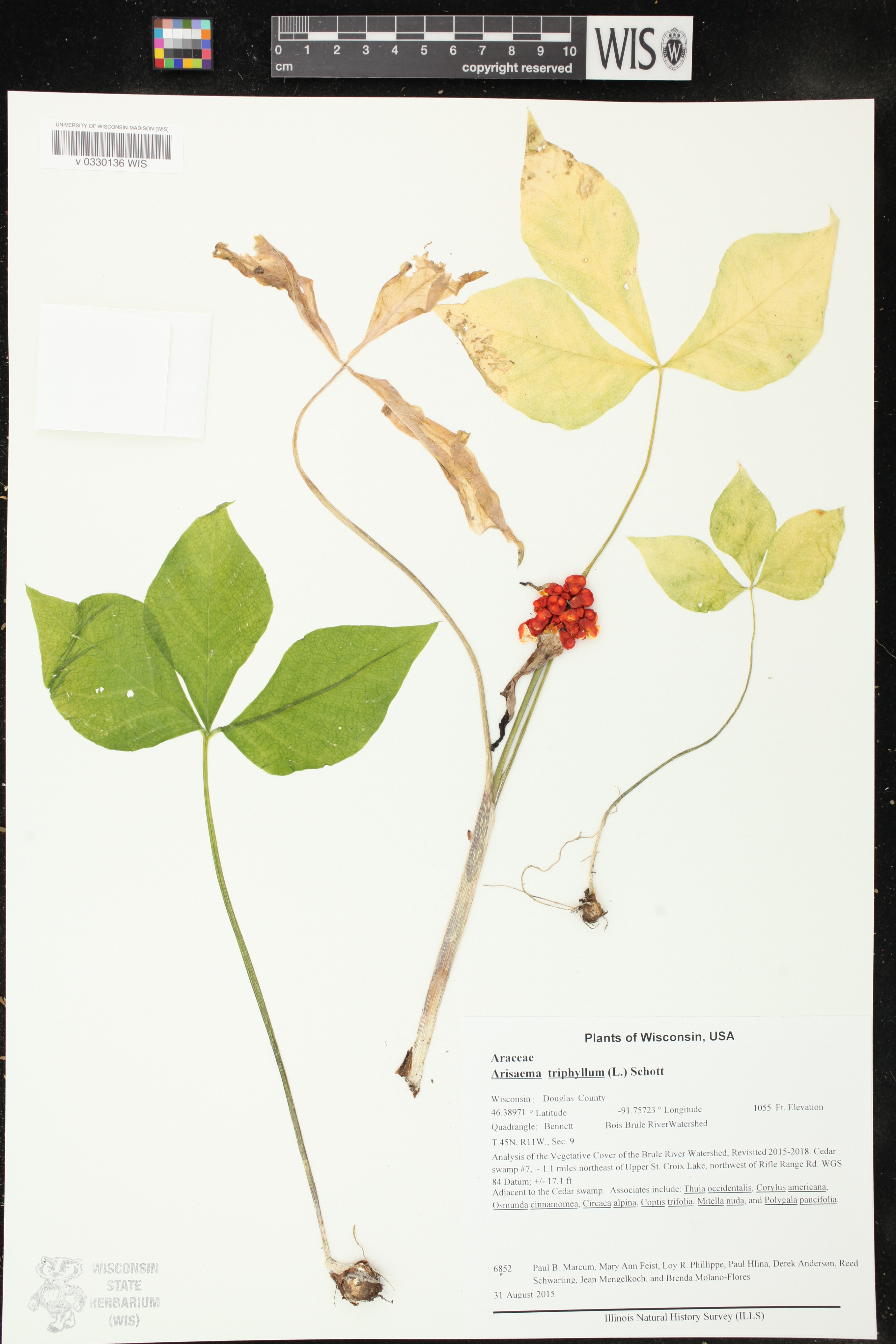Arisaema triphyllum image