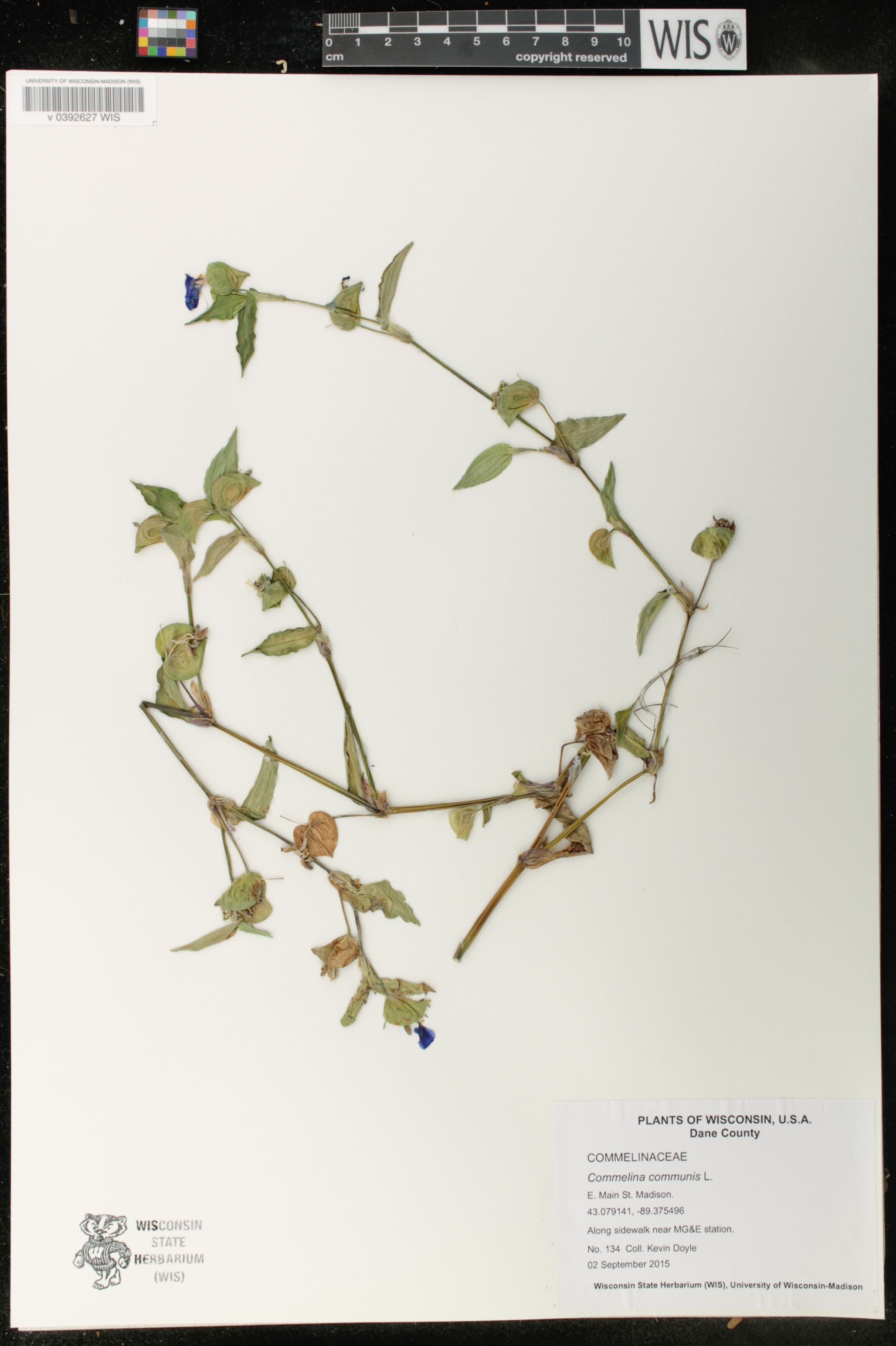 Commelina communis image