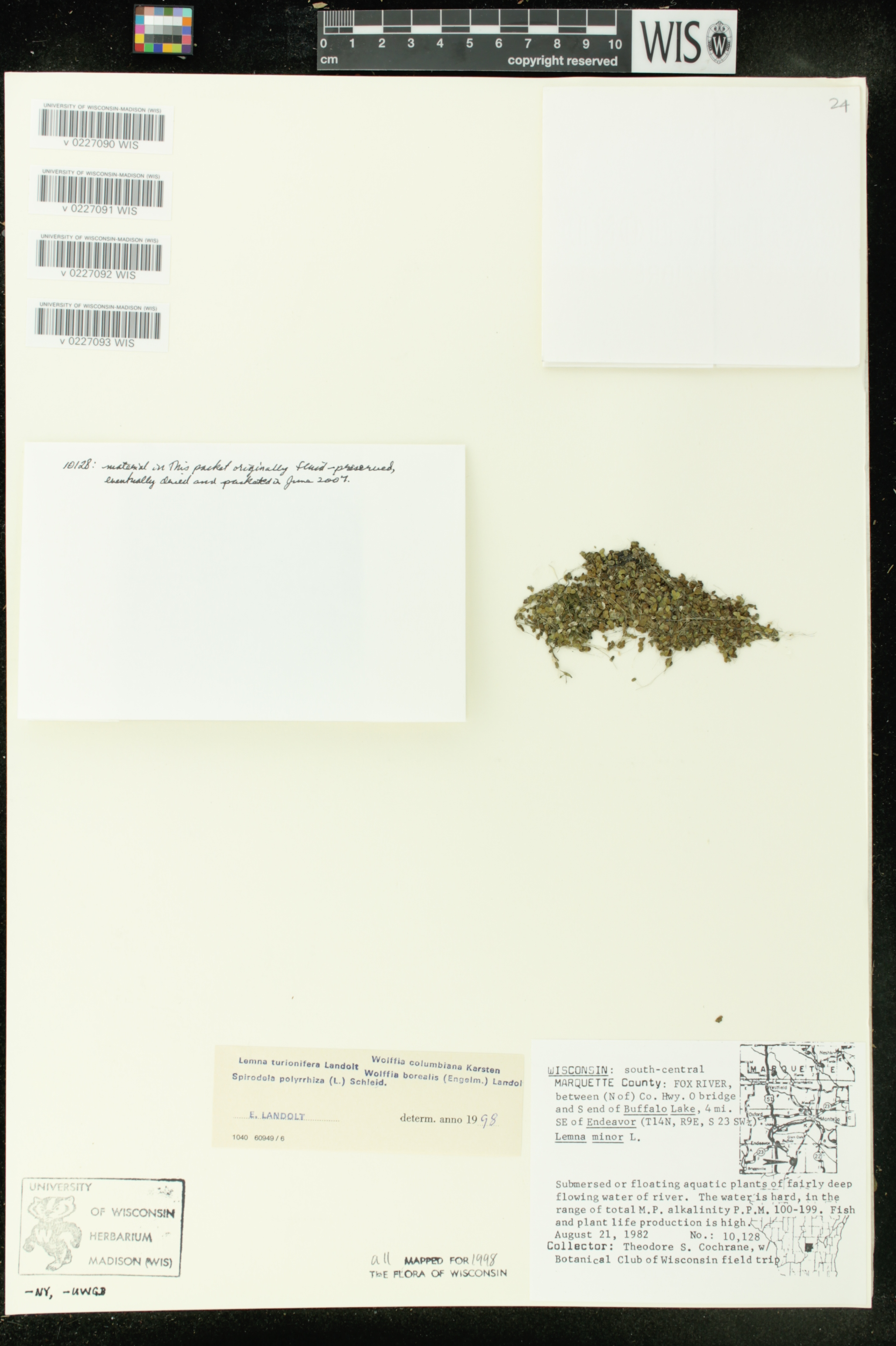 Wolffia columbiana image
