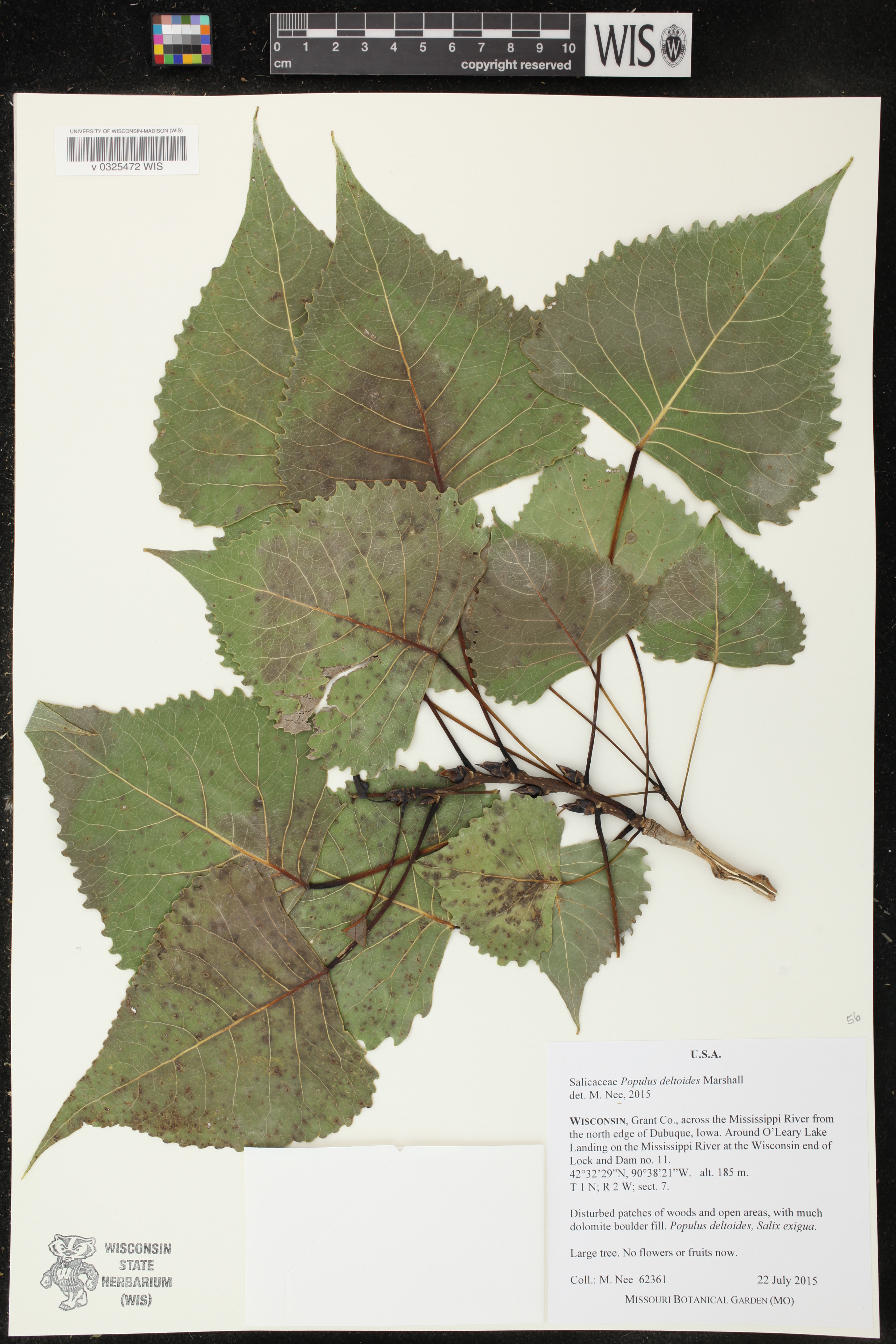 Populus deltoides image