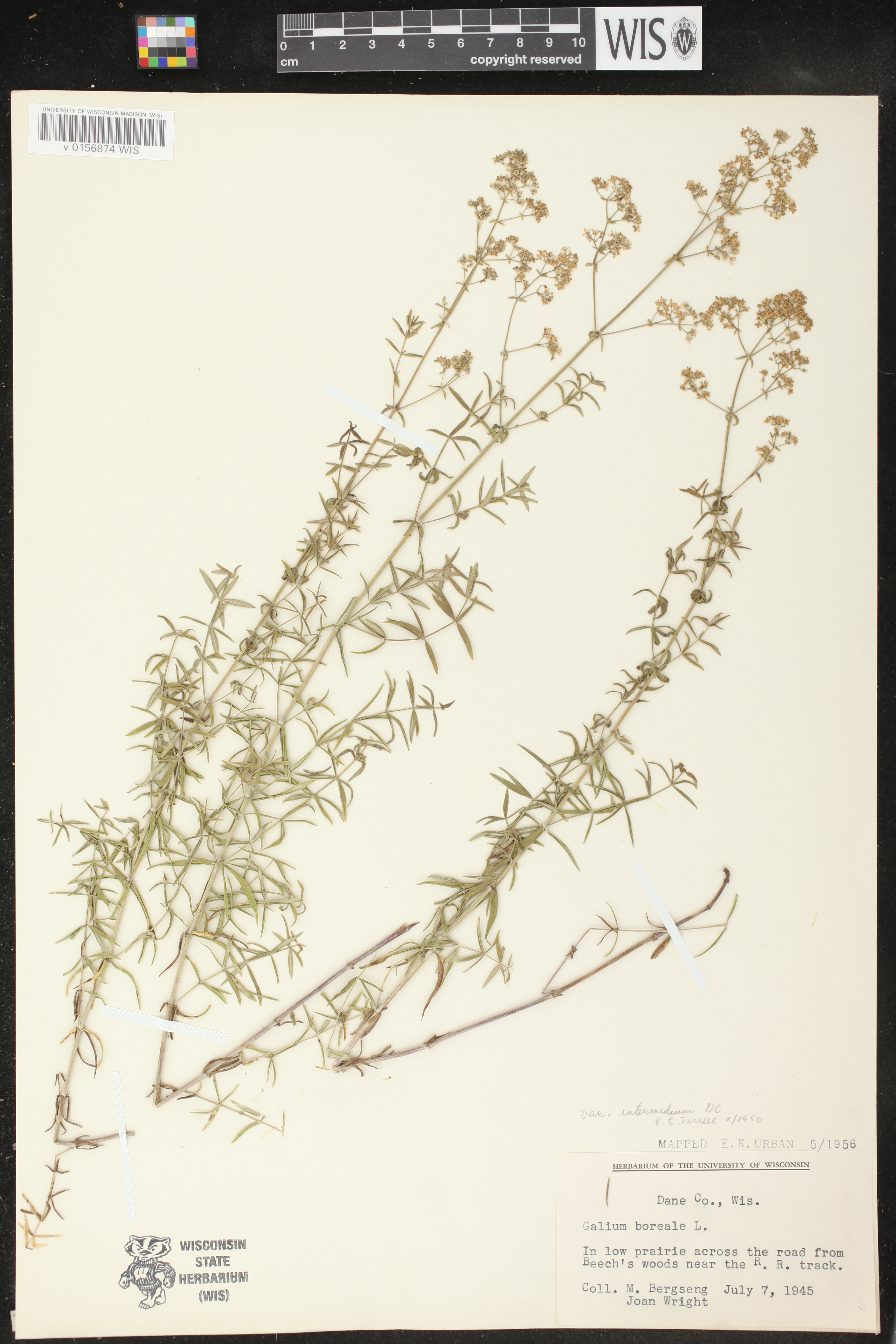 Galium boreale image