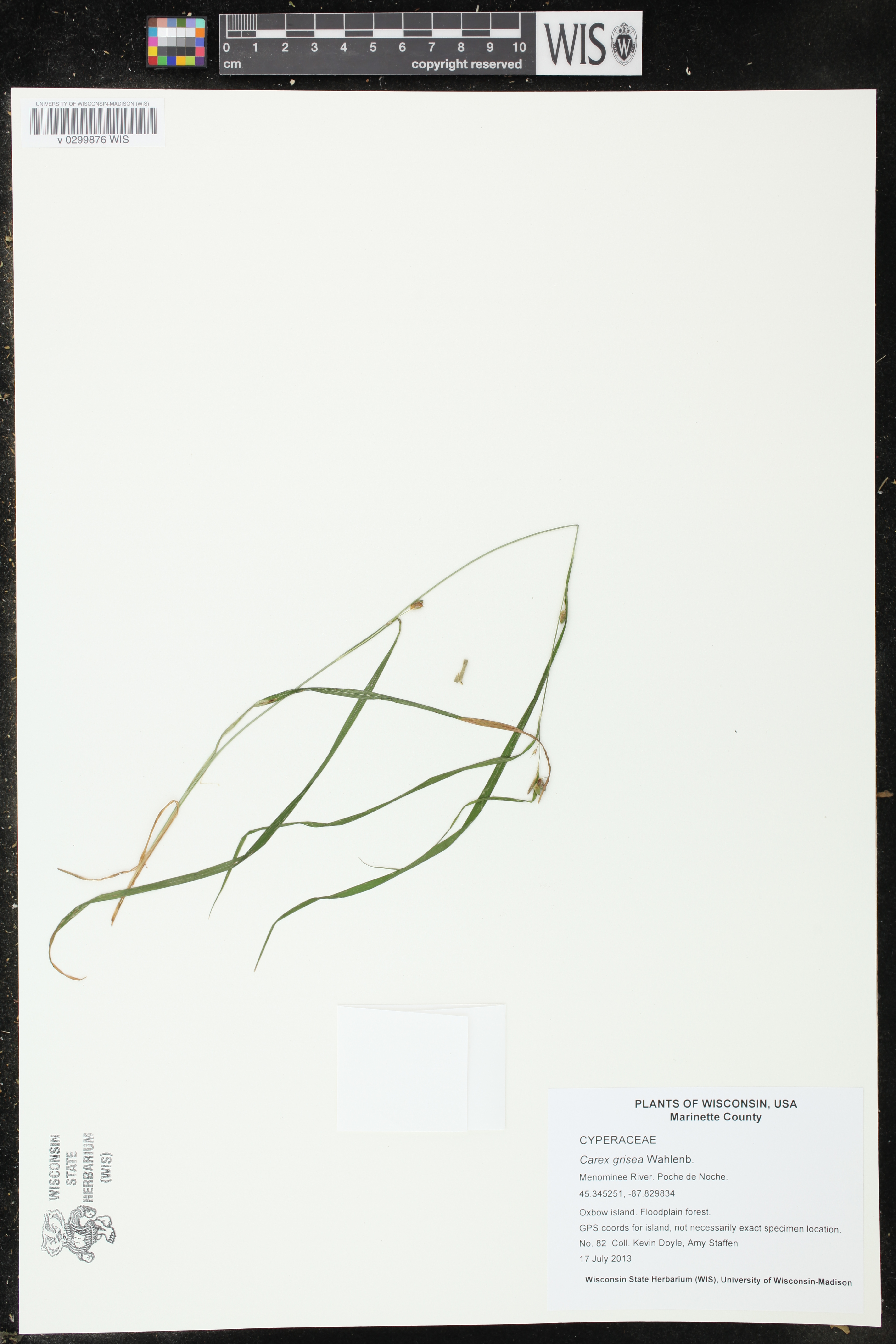 Carex grisea image