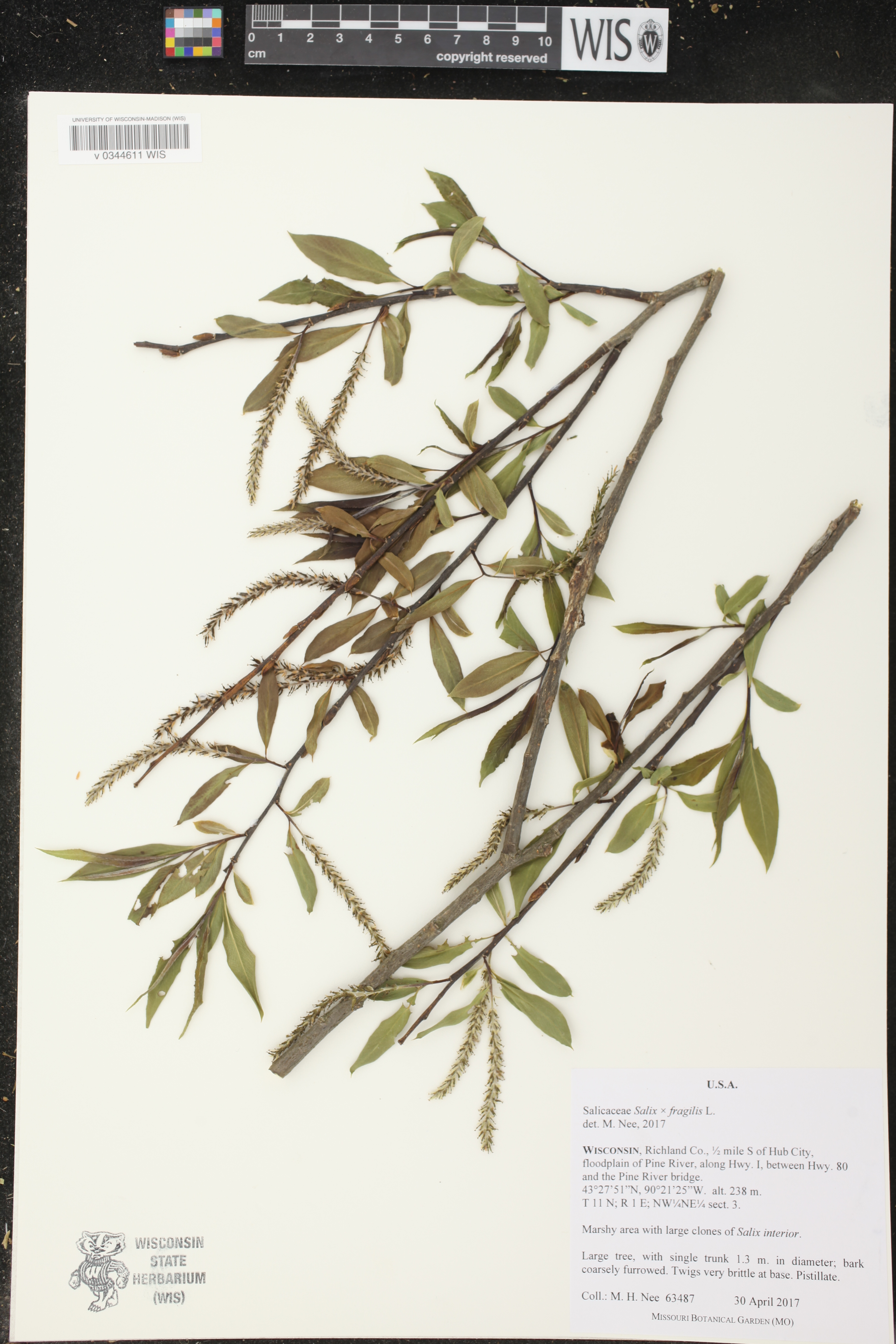 Salix x fragilis image