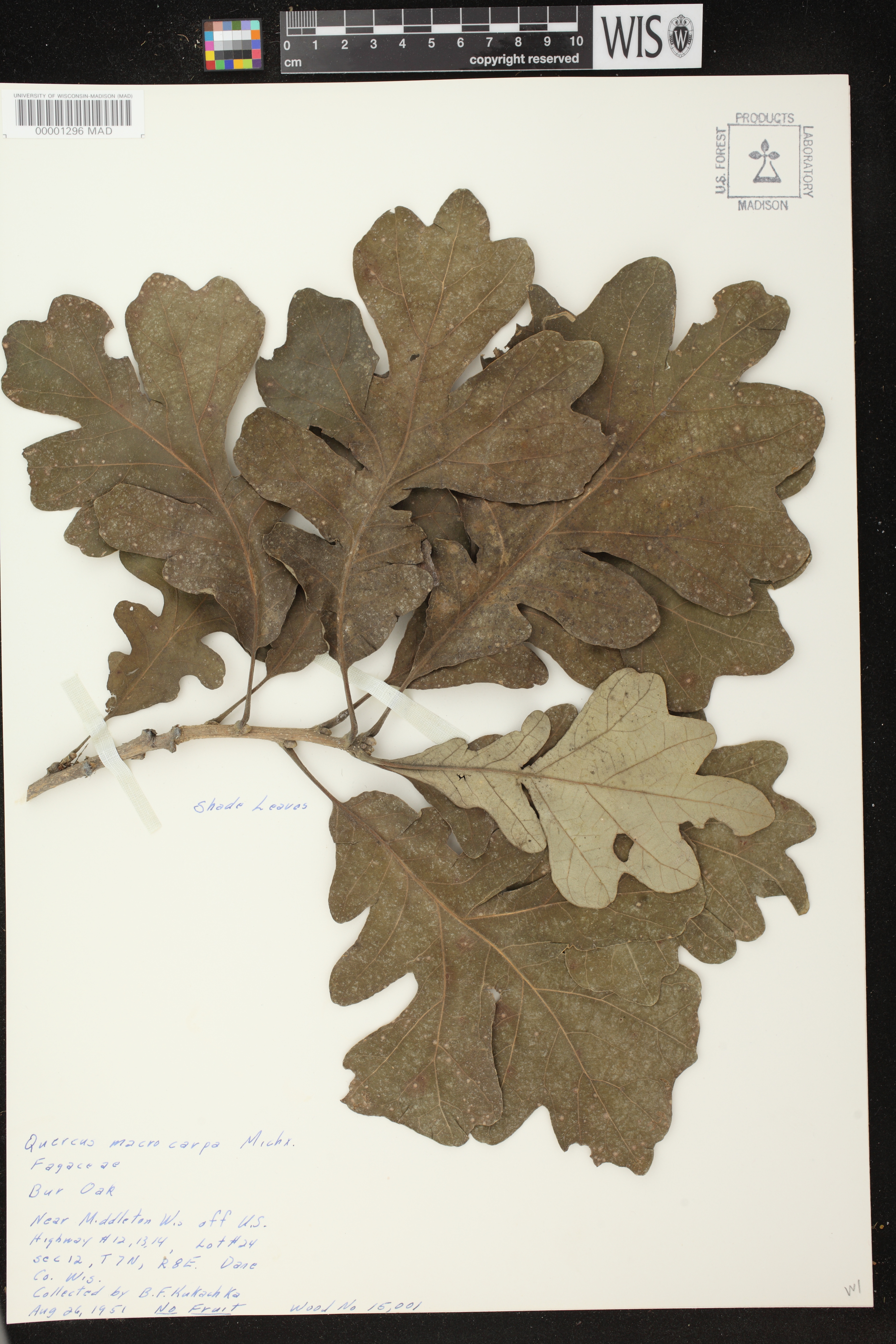 Quercus macrocarpa image