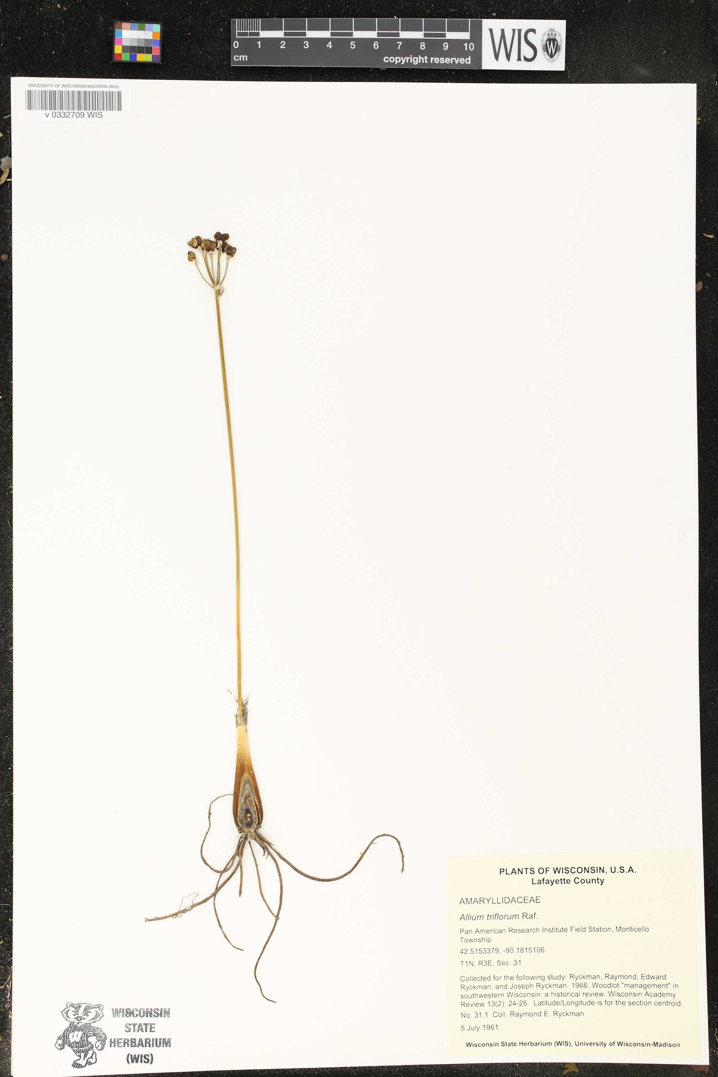 Allium tricoccum image