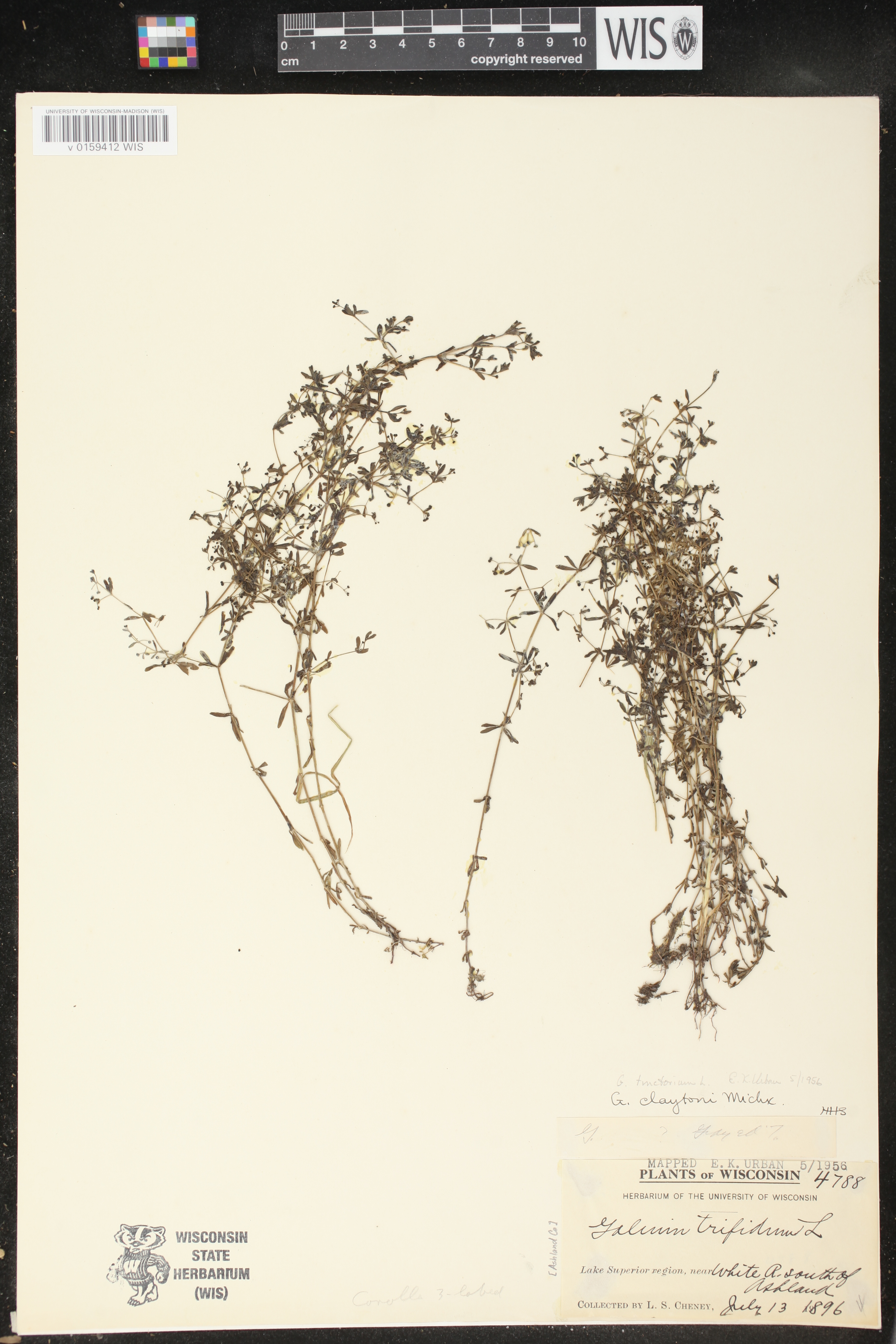 Galium tinctorium image