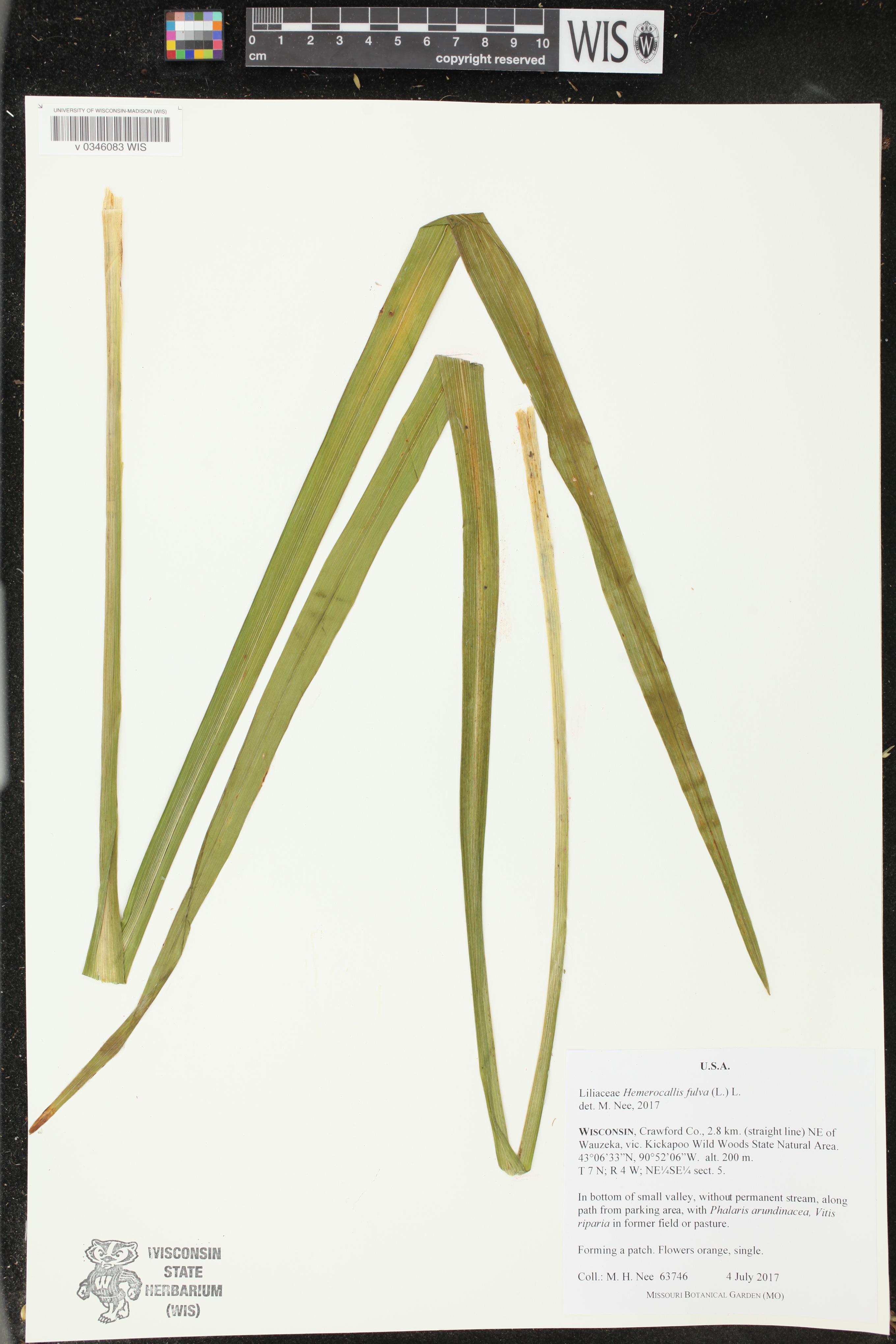 Hemerocallis fulva image
