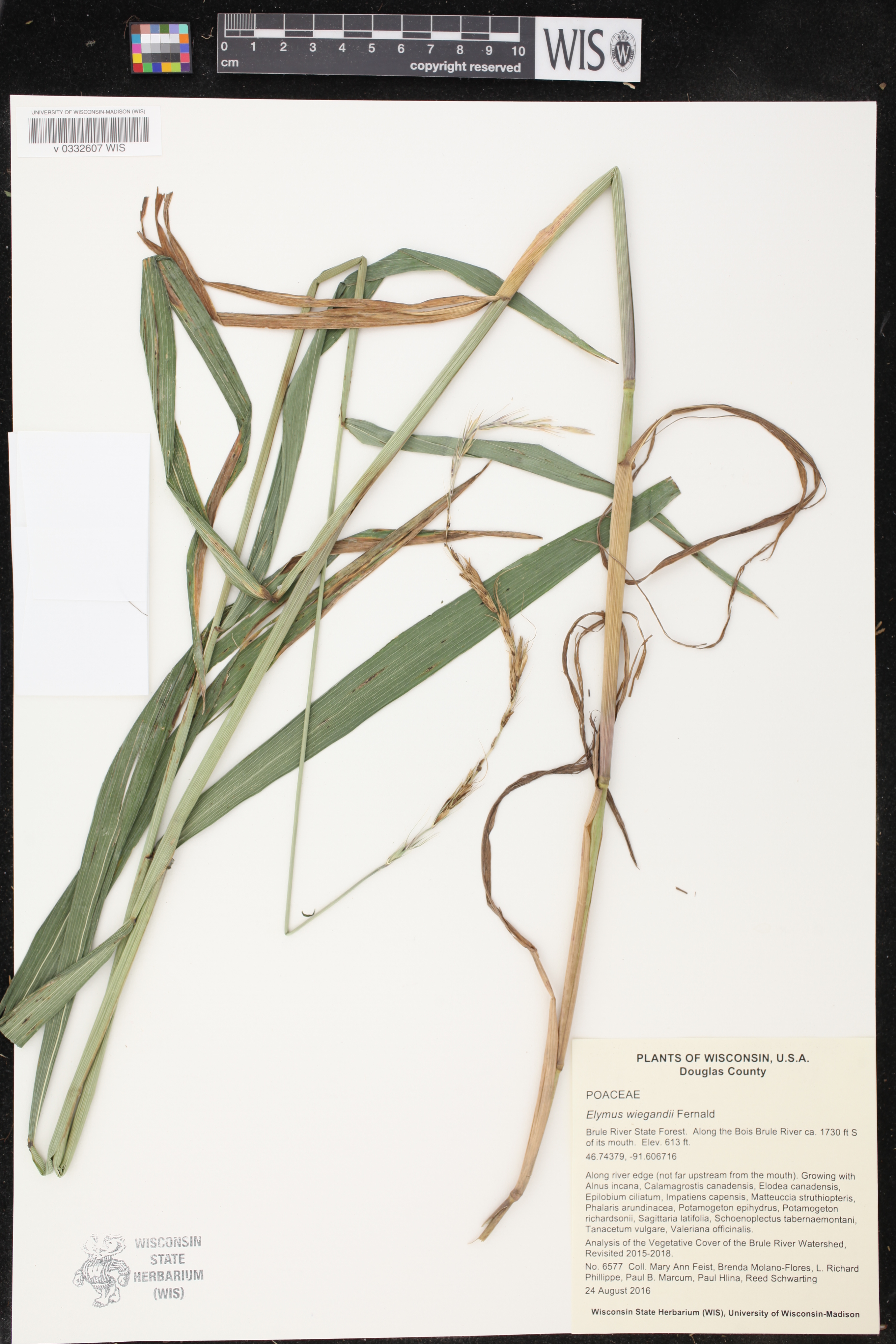 Elymus wiegandii image