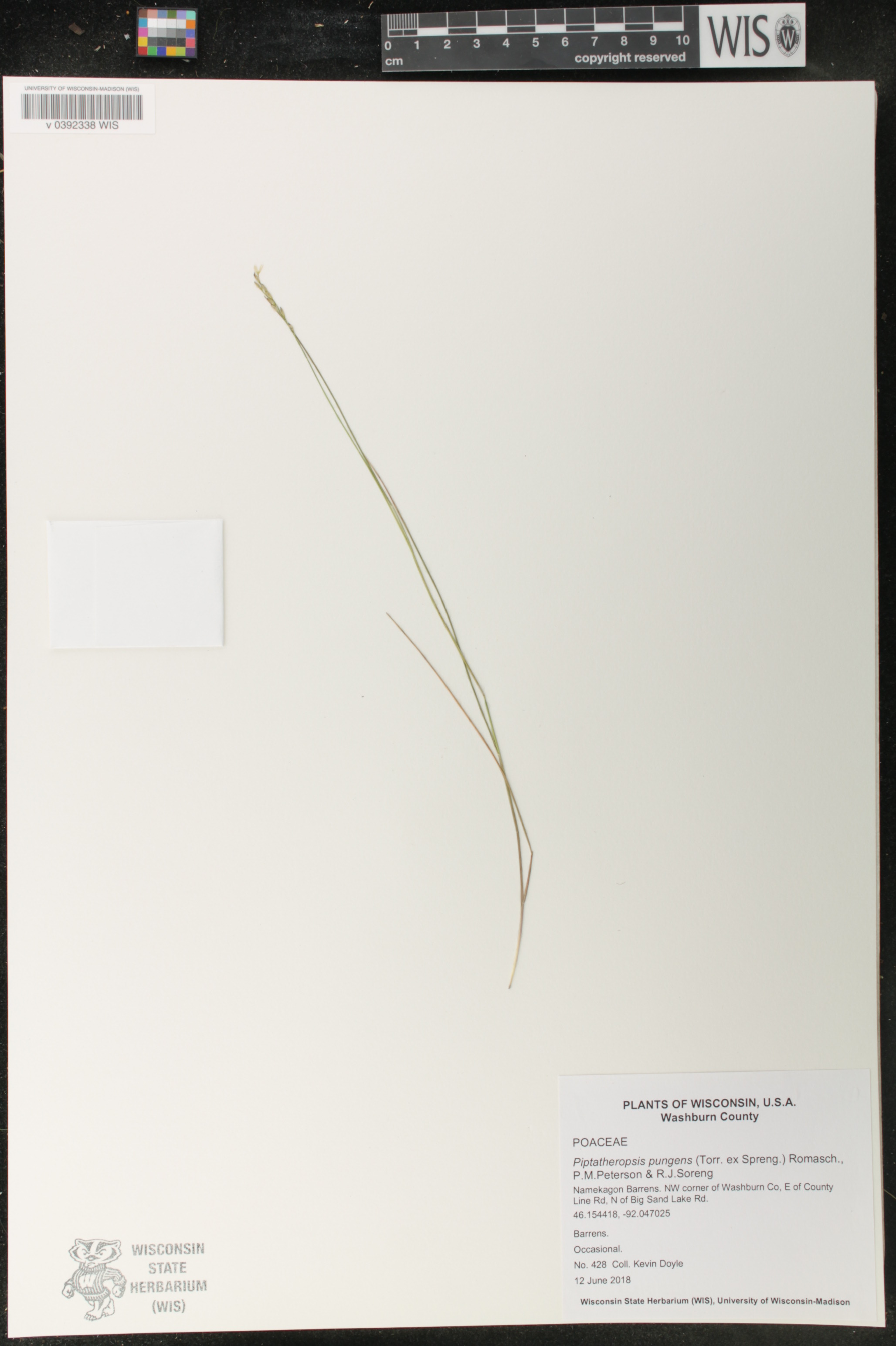 Piptatheropsis pungens image