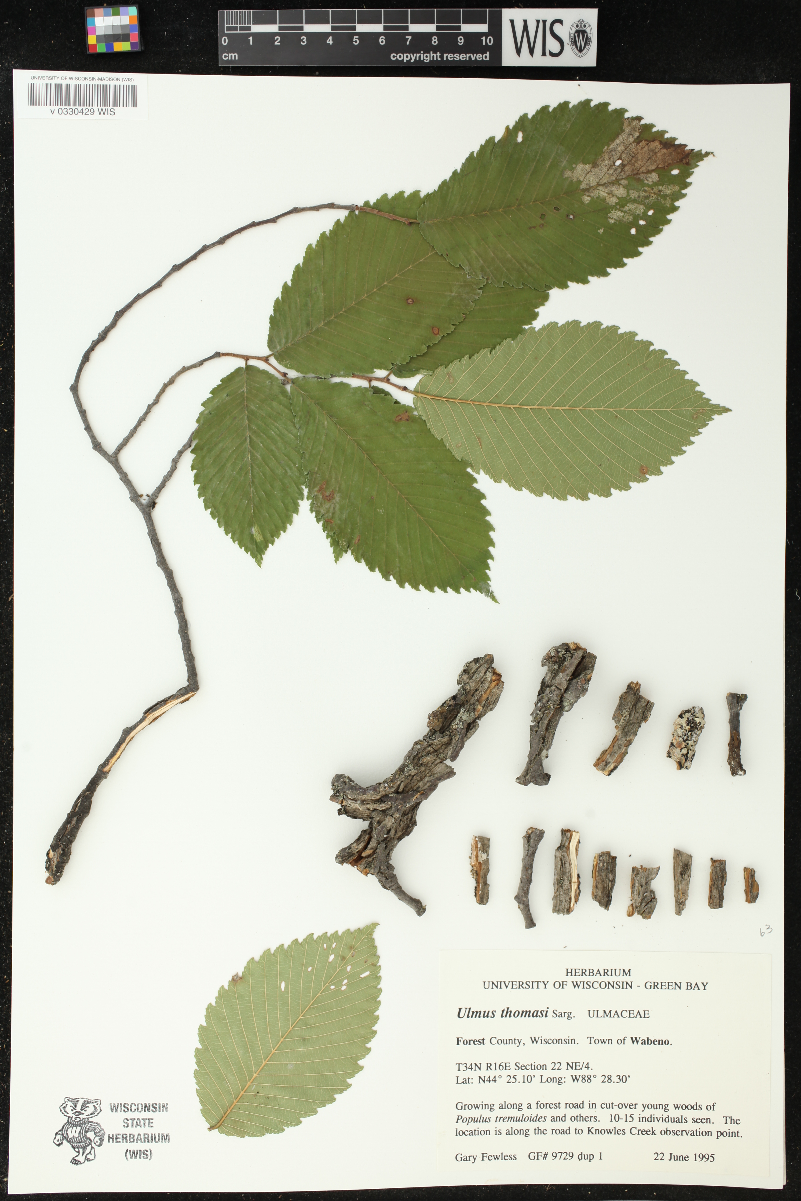 Ulmus thomasii image