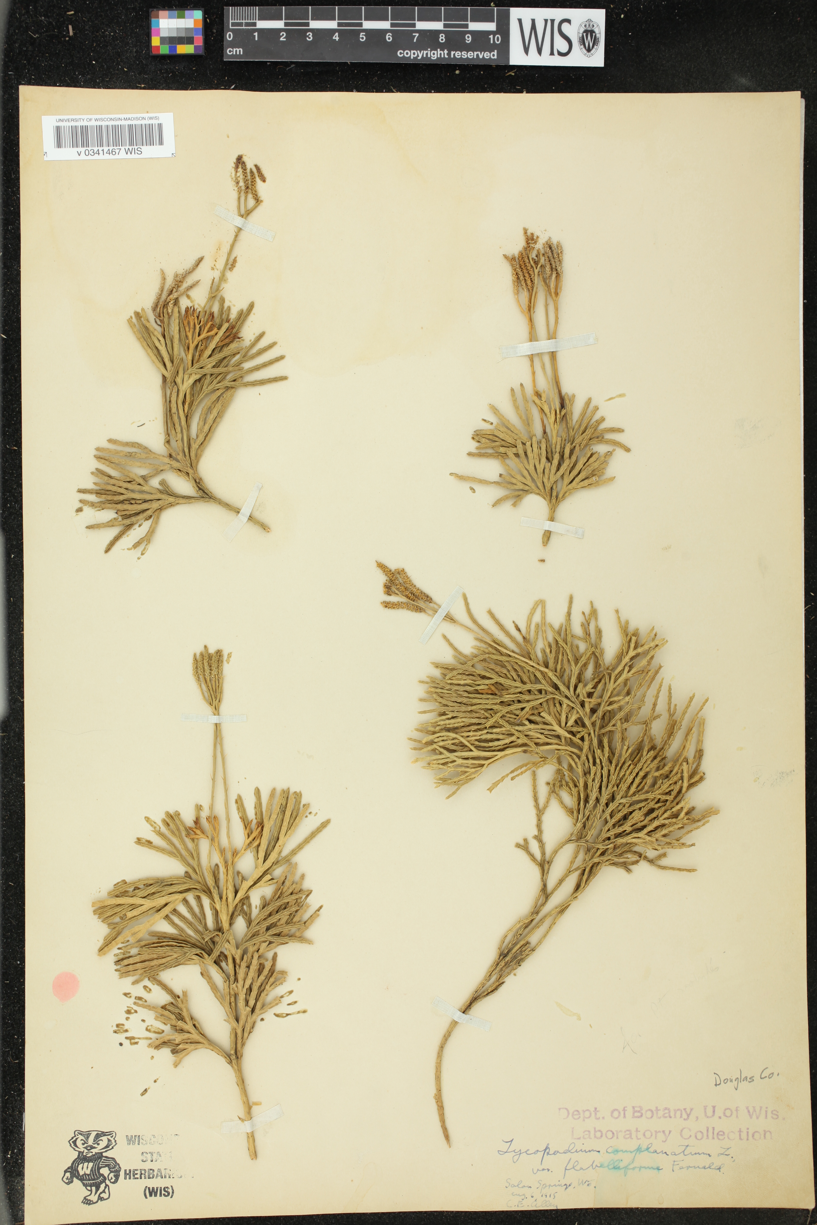 Diphasiastrum digitatum image