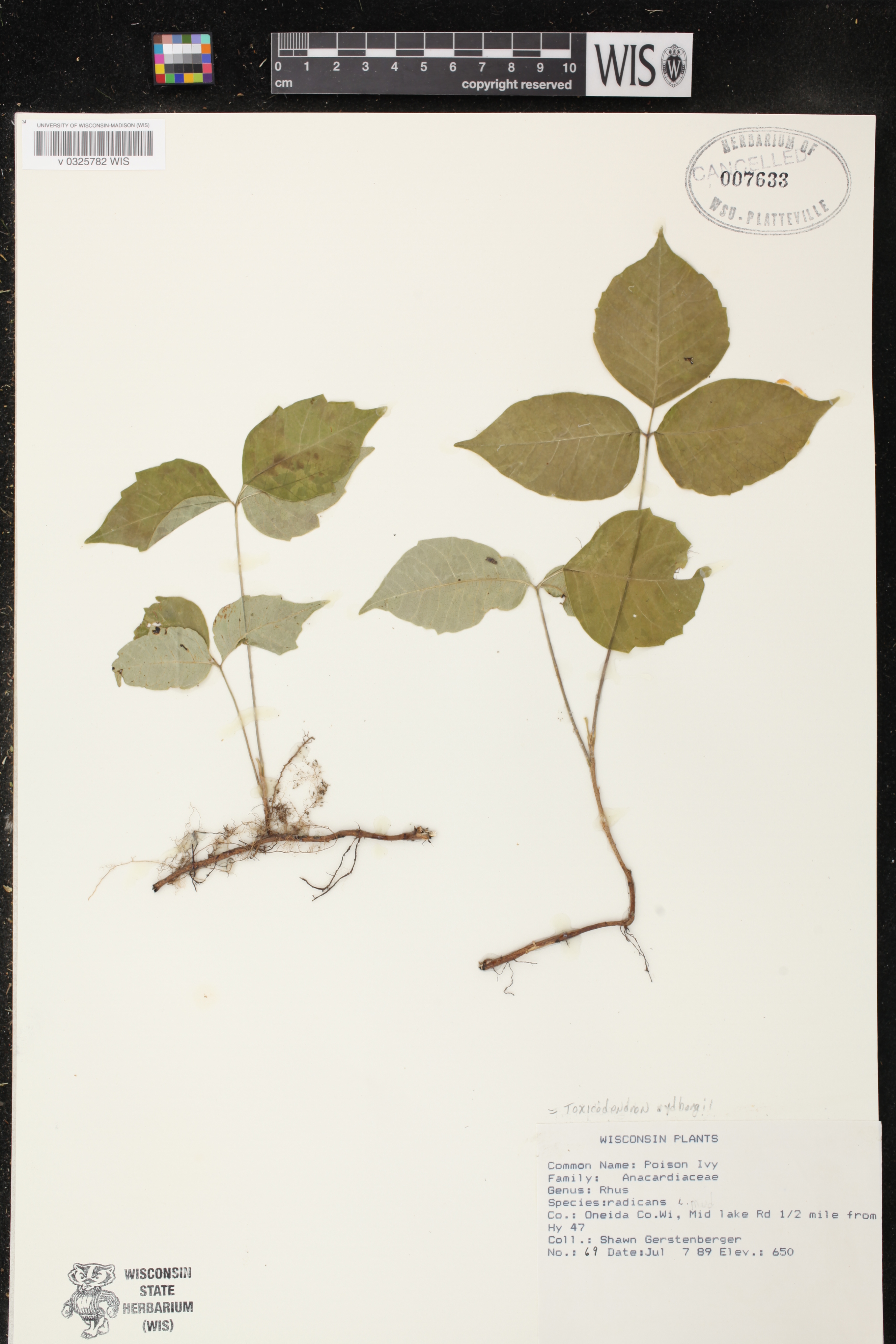 Toxicodendron rydbergii image