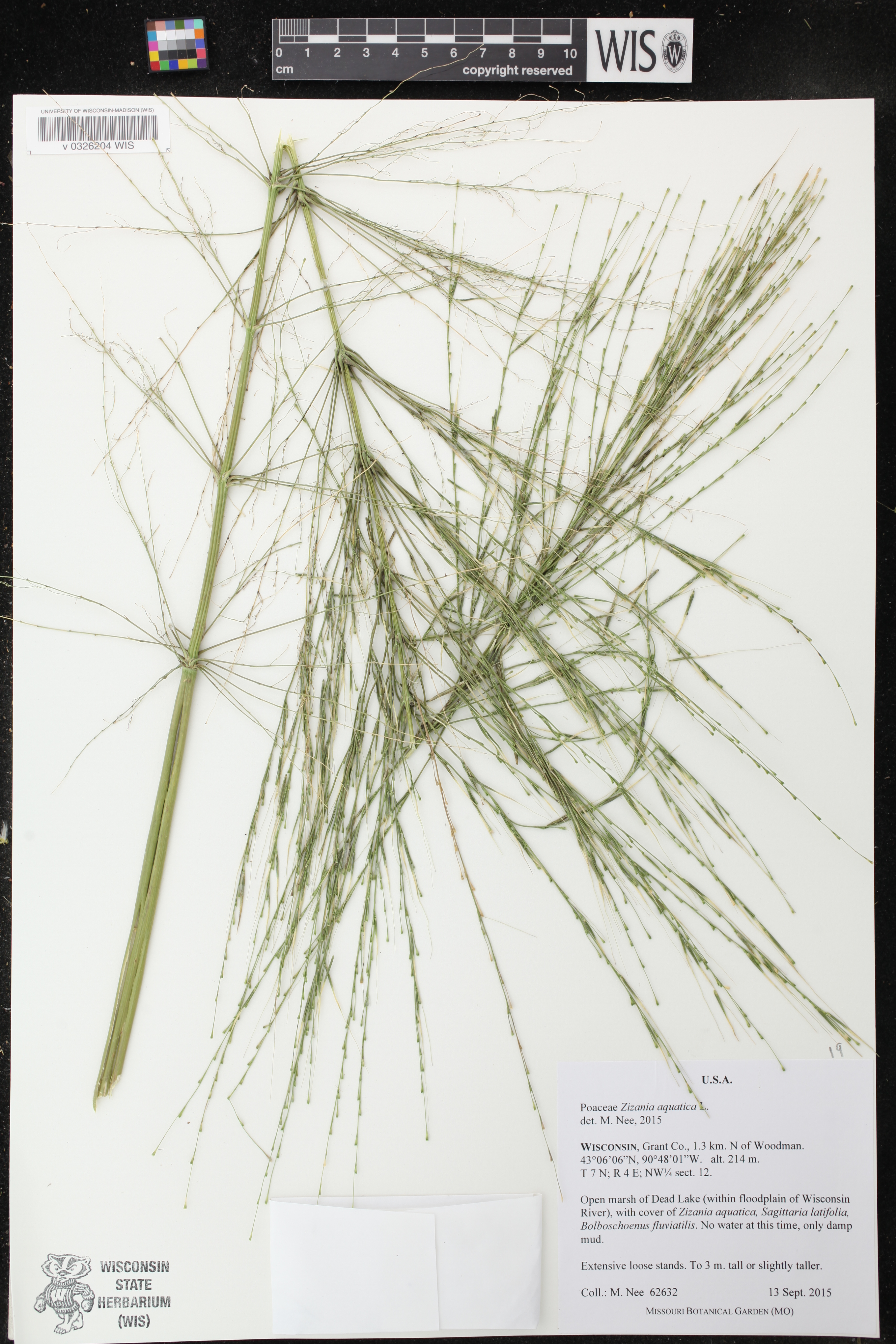 Zizania aquatica image