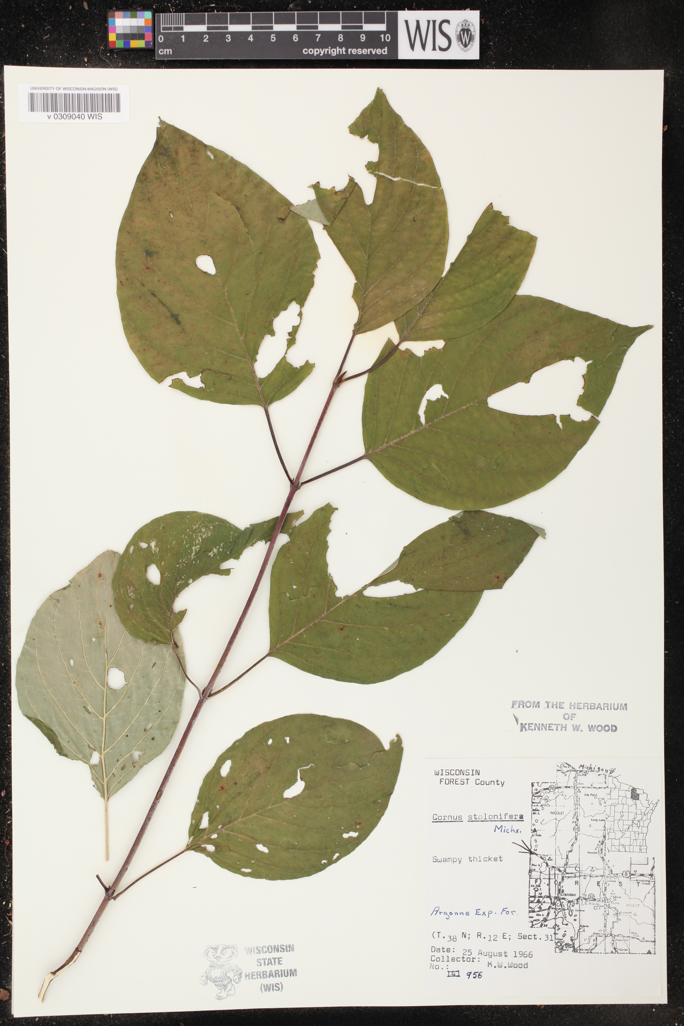 Cornus sericea image