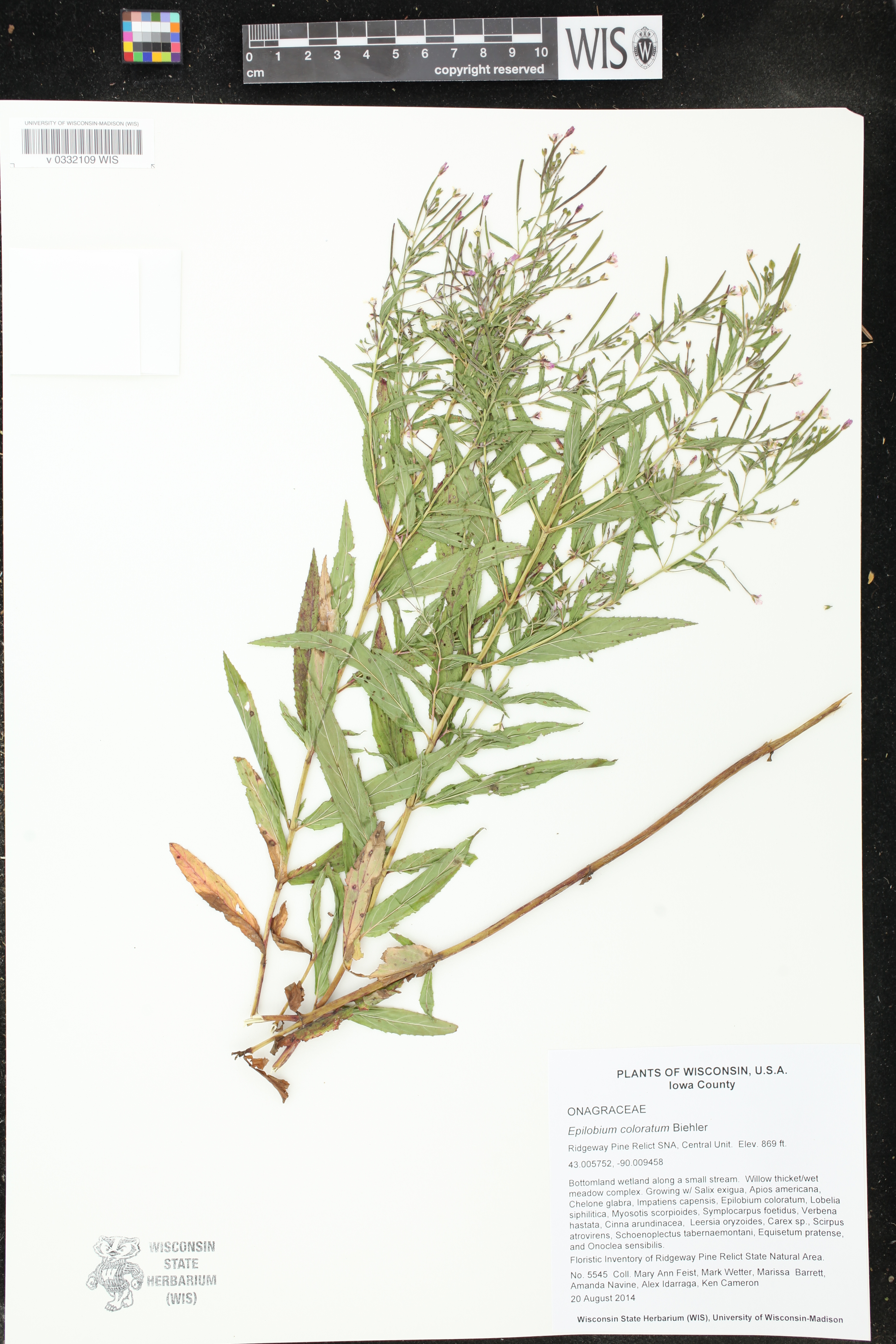 Epilobium coloratum image