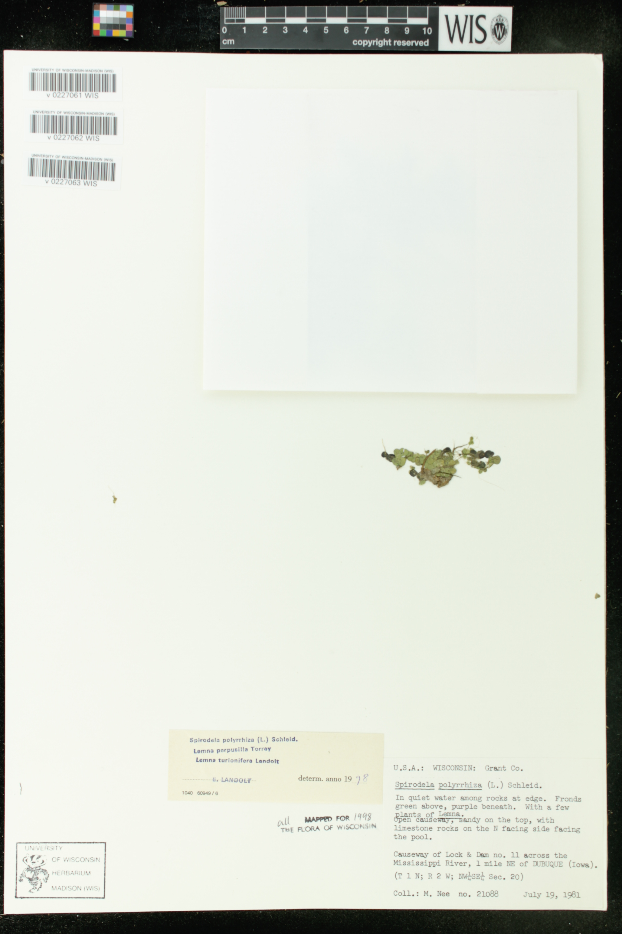Spirodela polyrrhiza image
