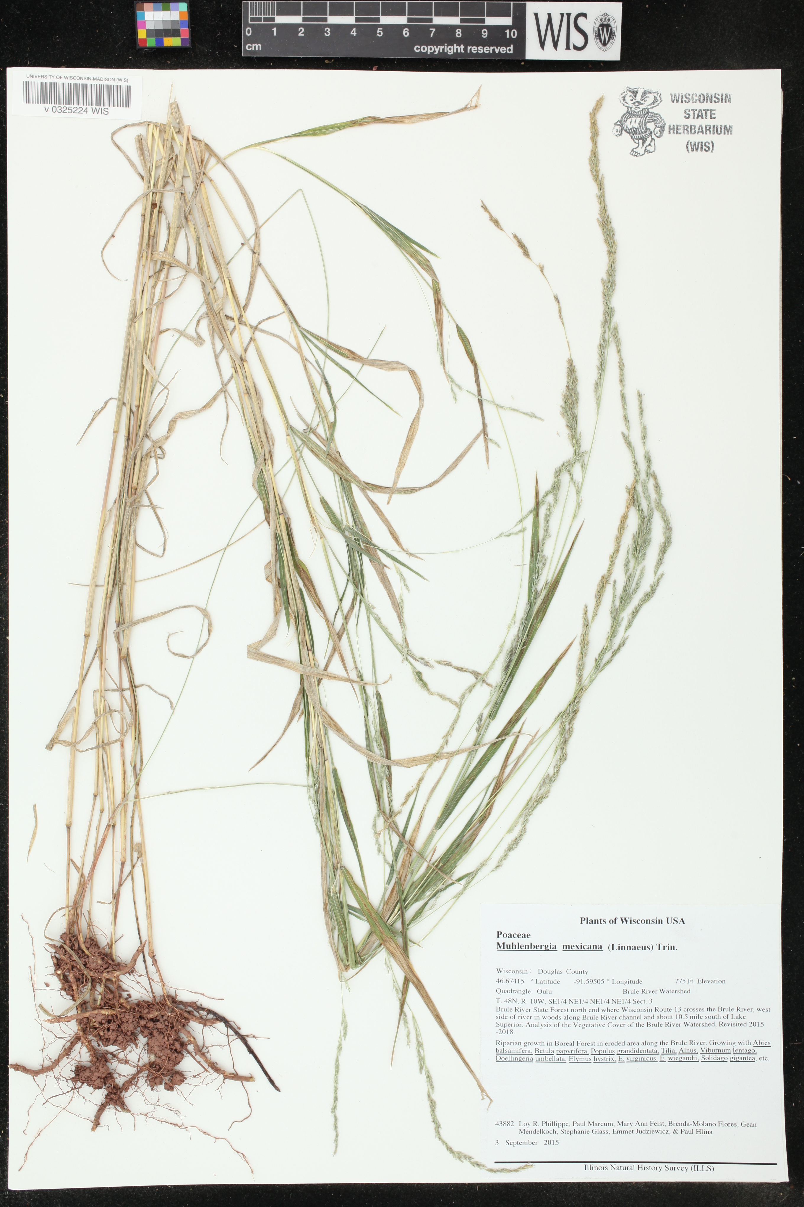 Muhlenbergia mexicana image