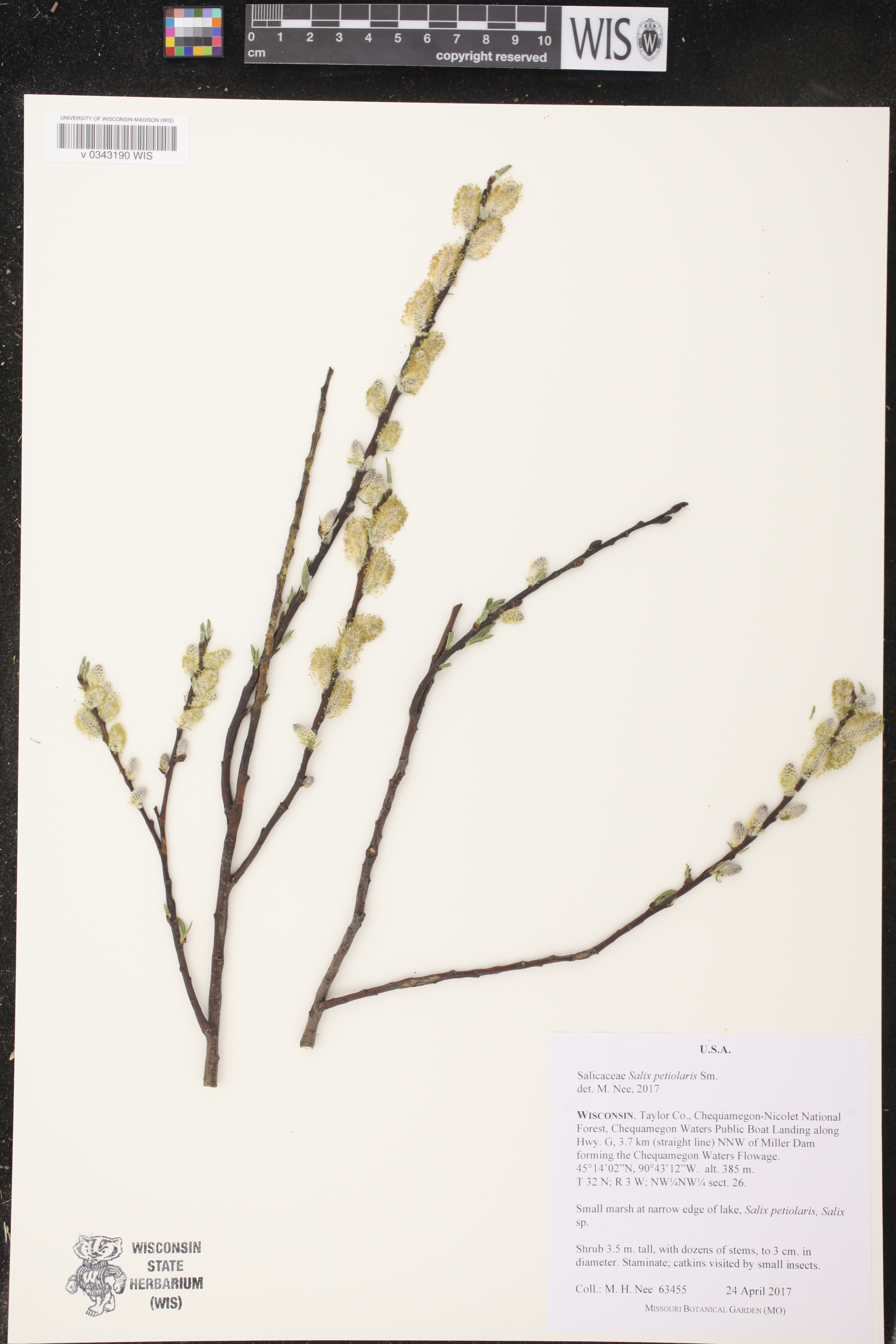 Salix petiolaris image