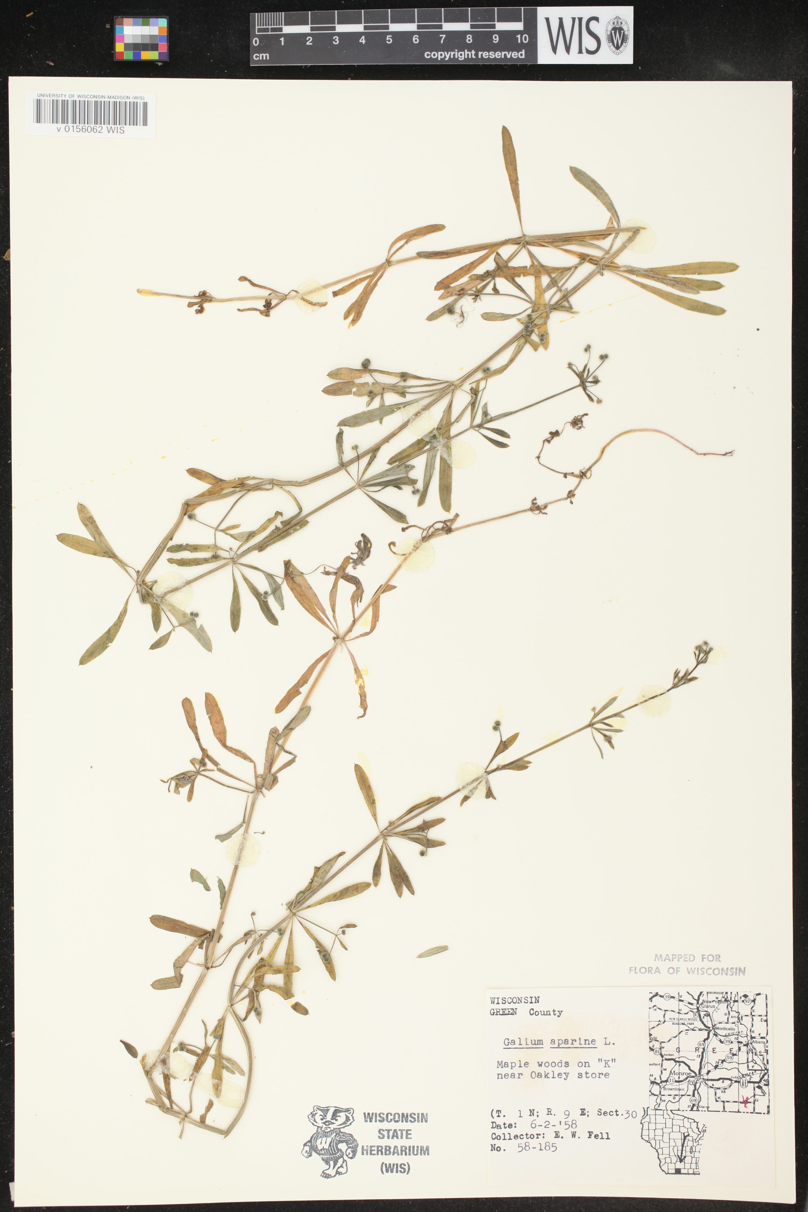 Galium aparine image
