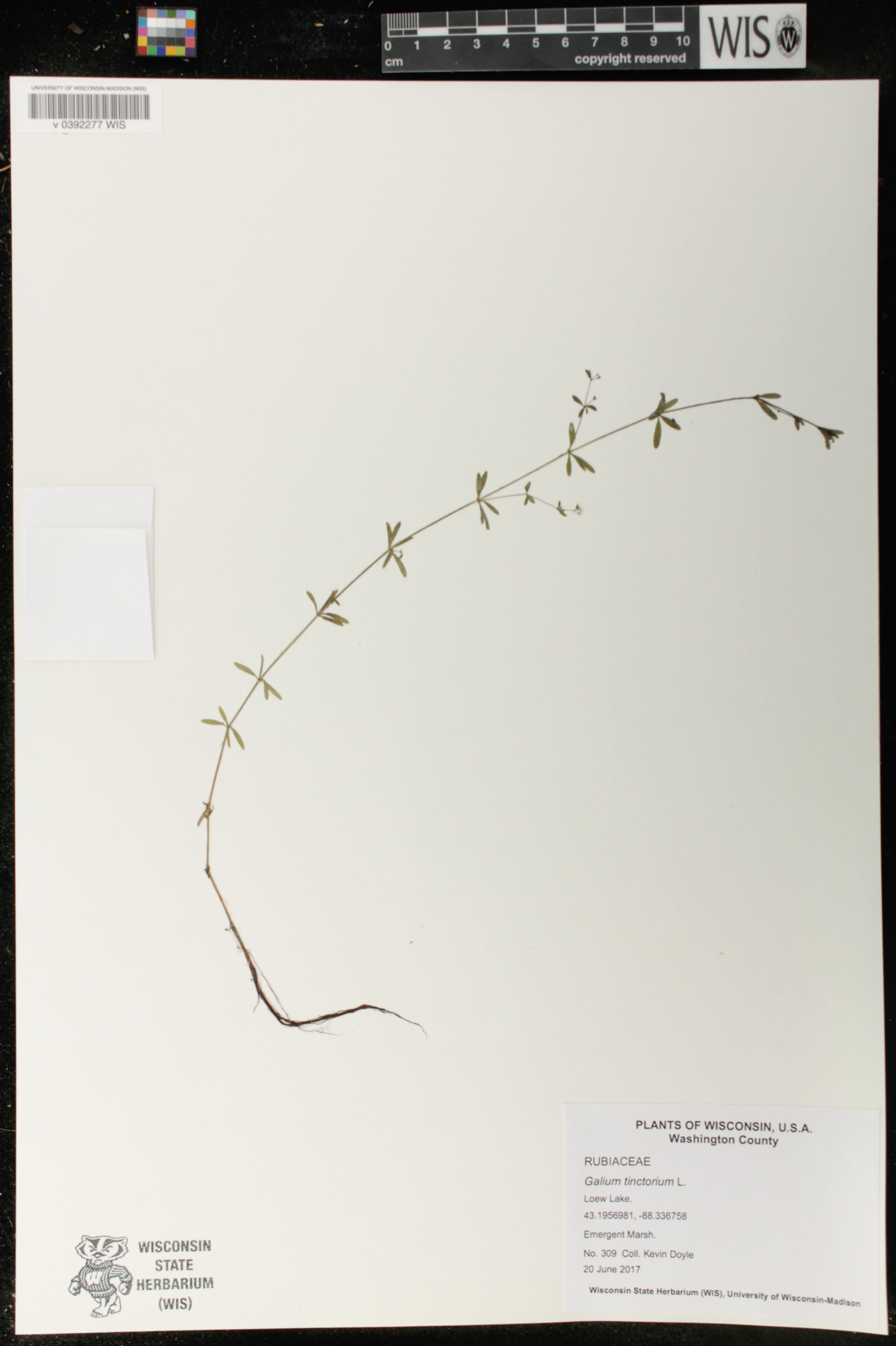 Galium tinctorium image