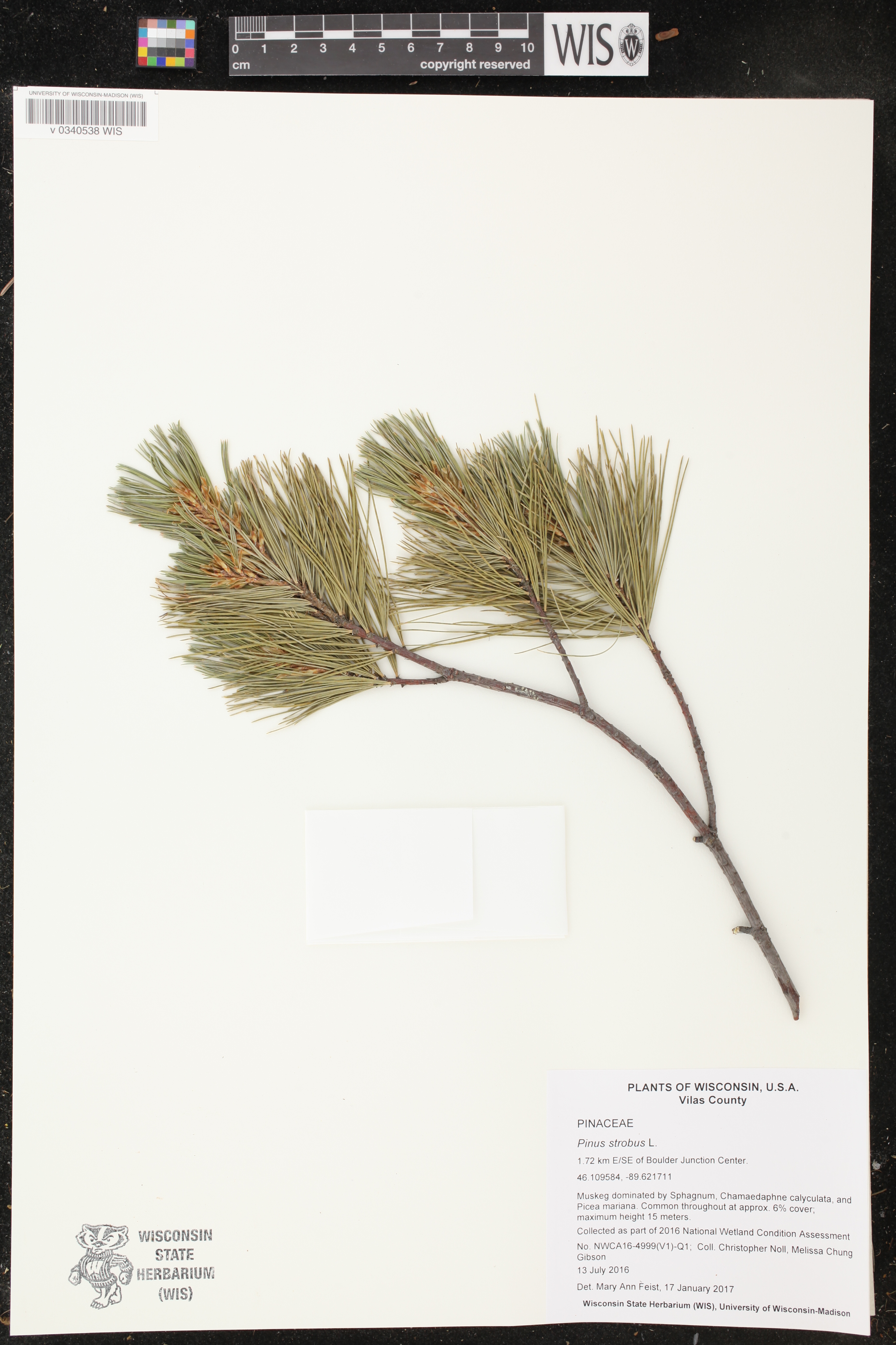 Pinus strobus image