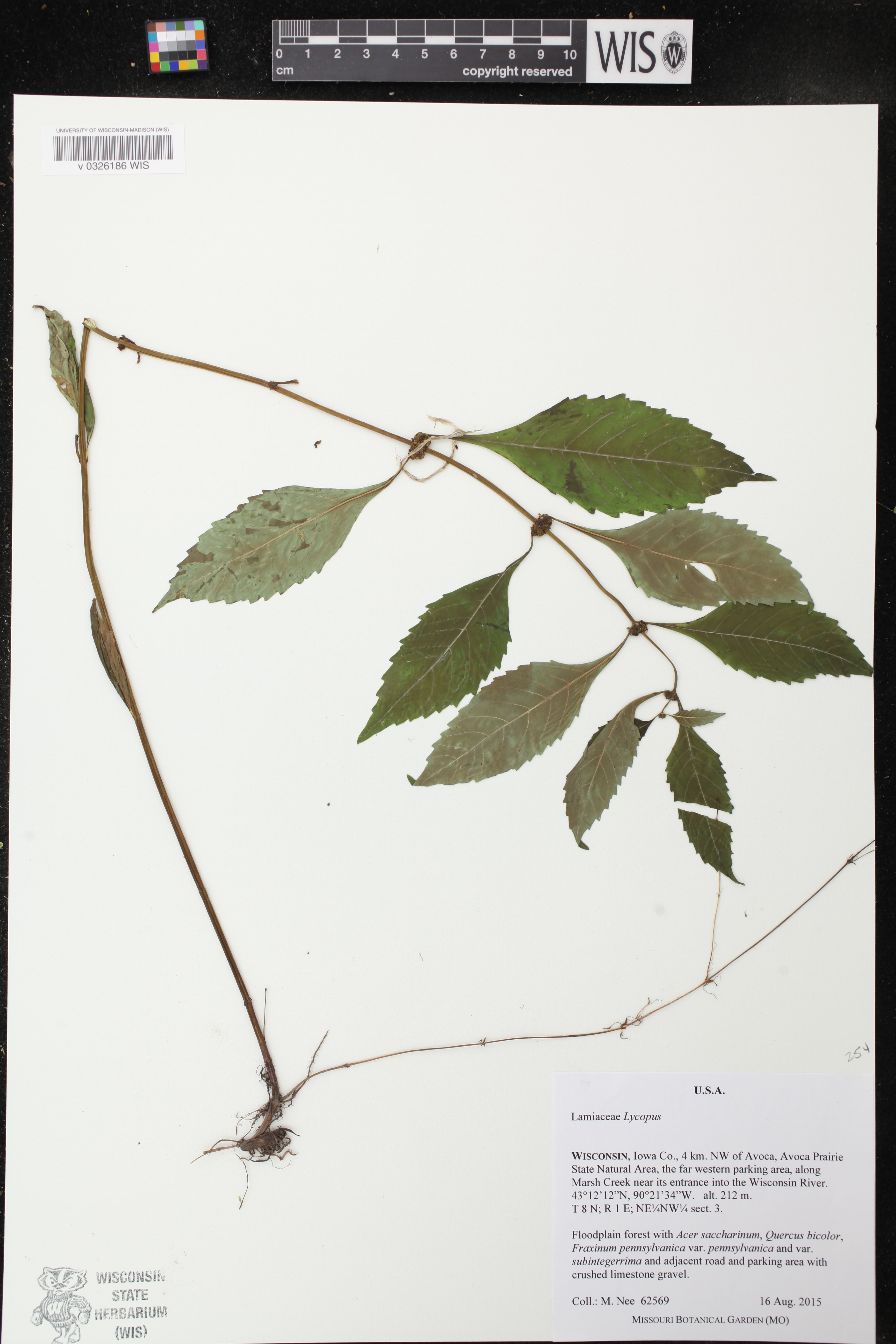 Lycopus virginicus image