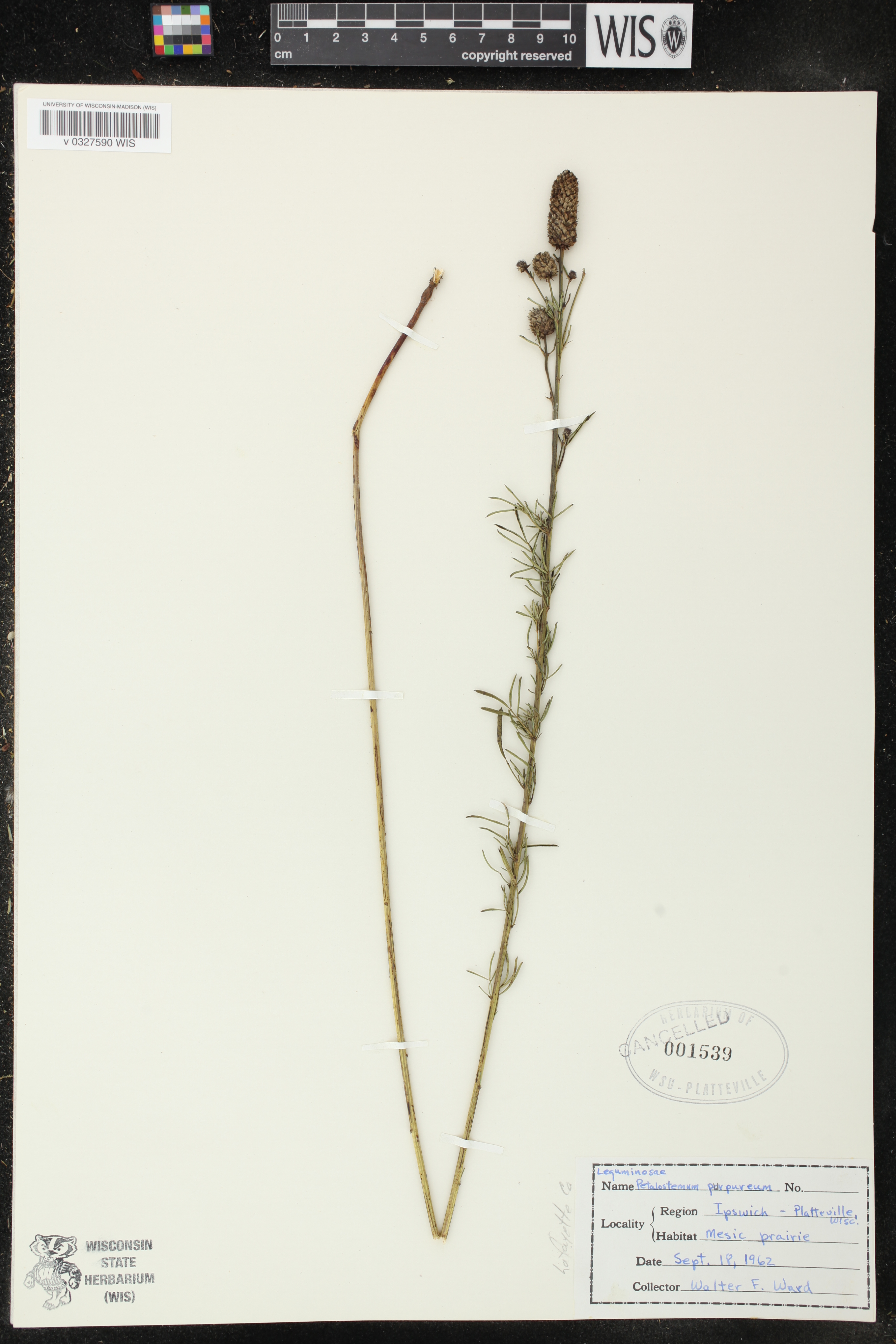 Dalea purpurea var. purpurea image