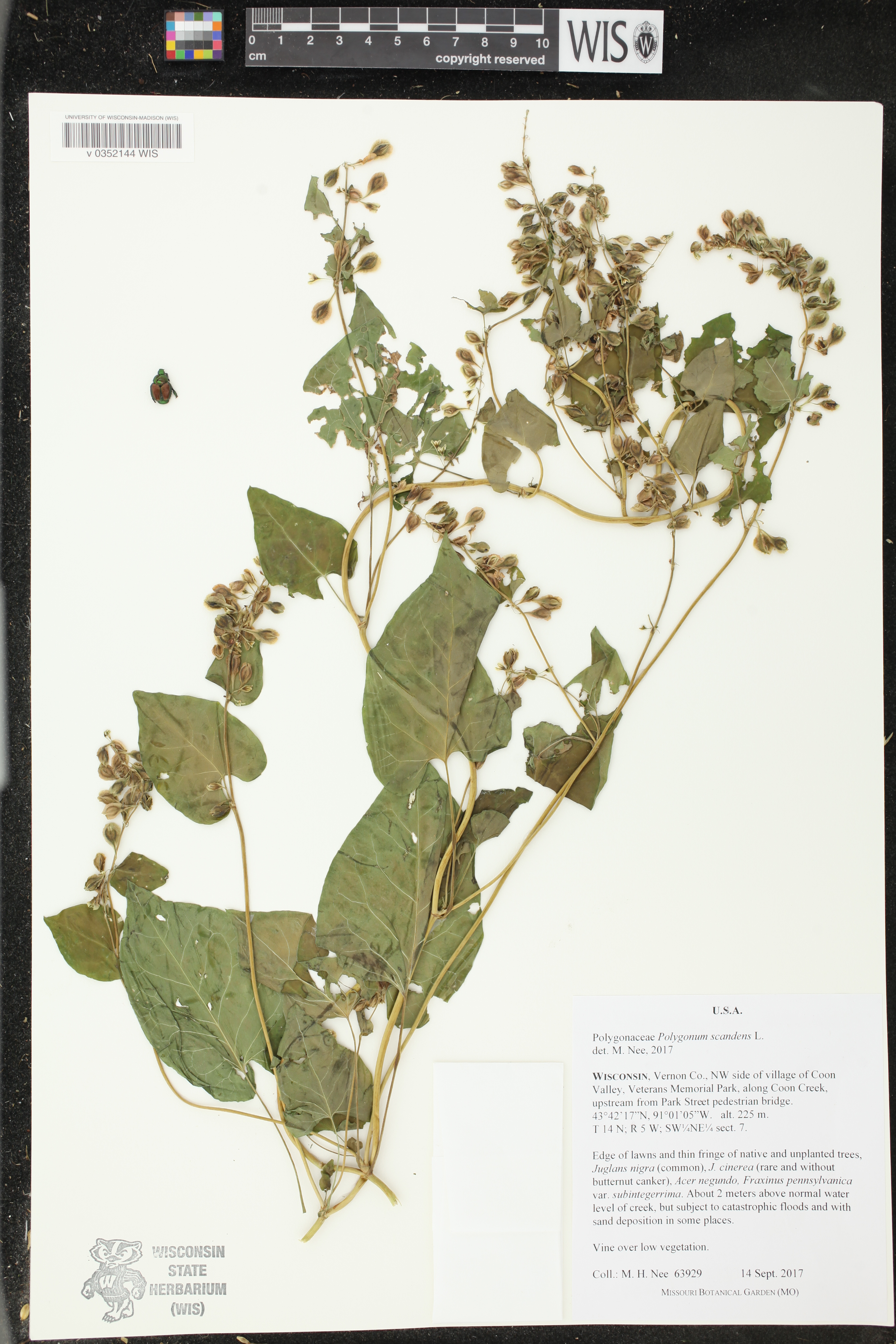 Fallopia scandens image