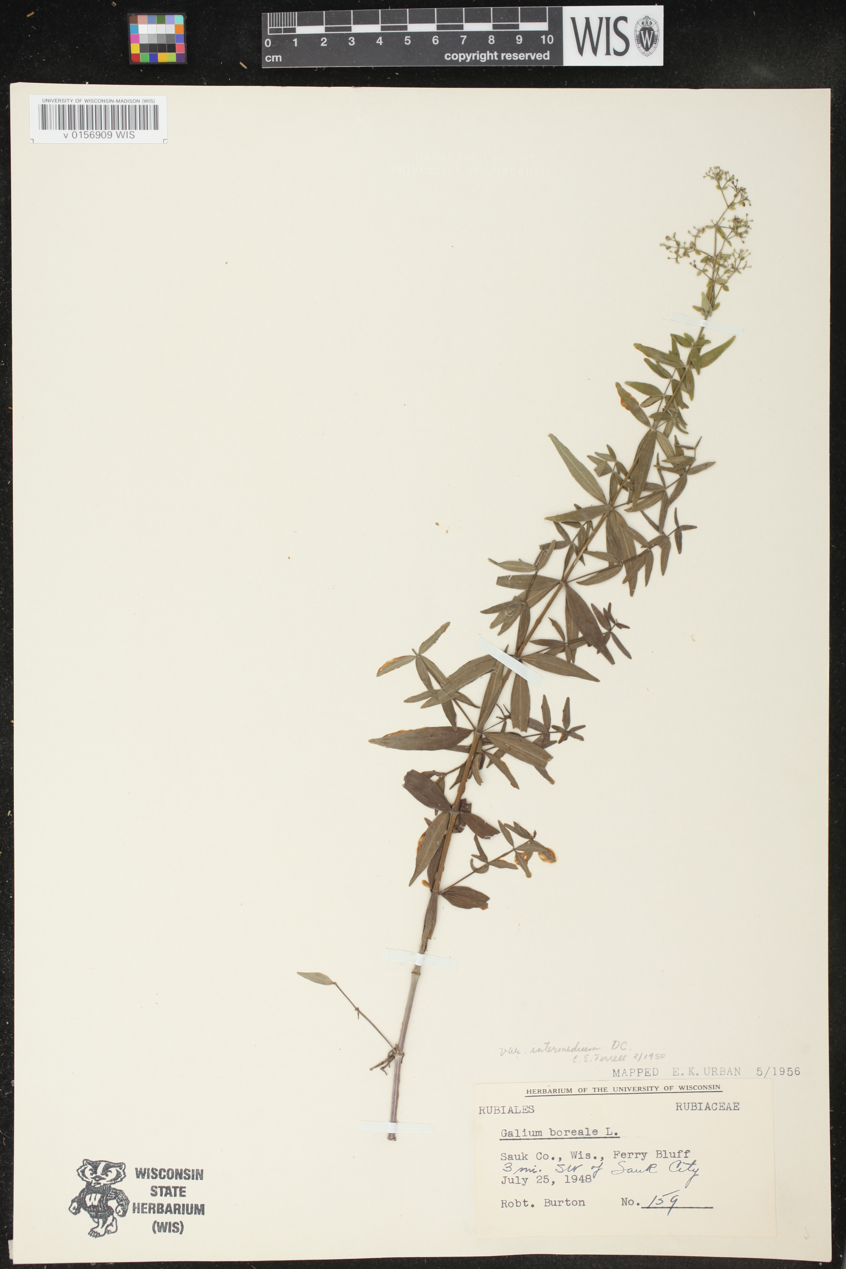 Galium boreale image