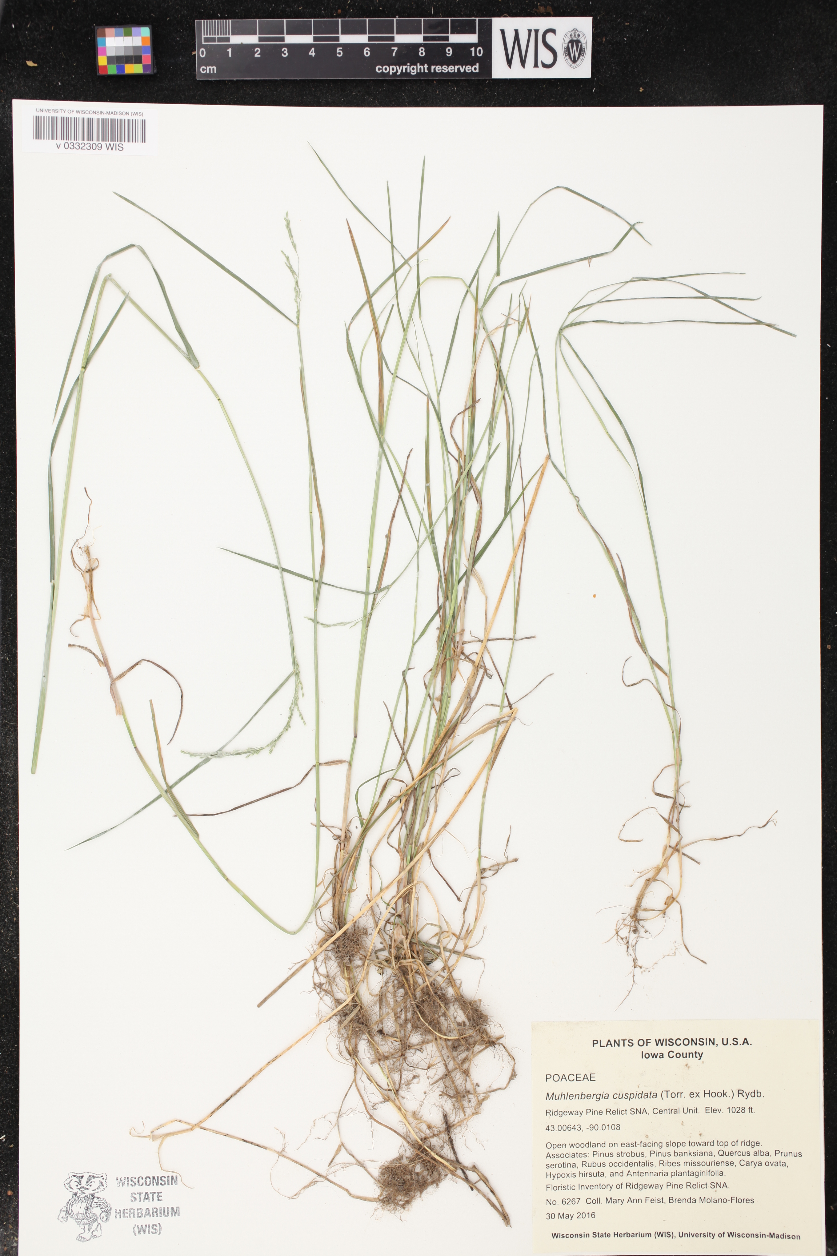 Poa nemoralis image
