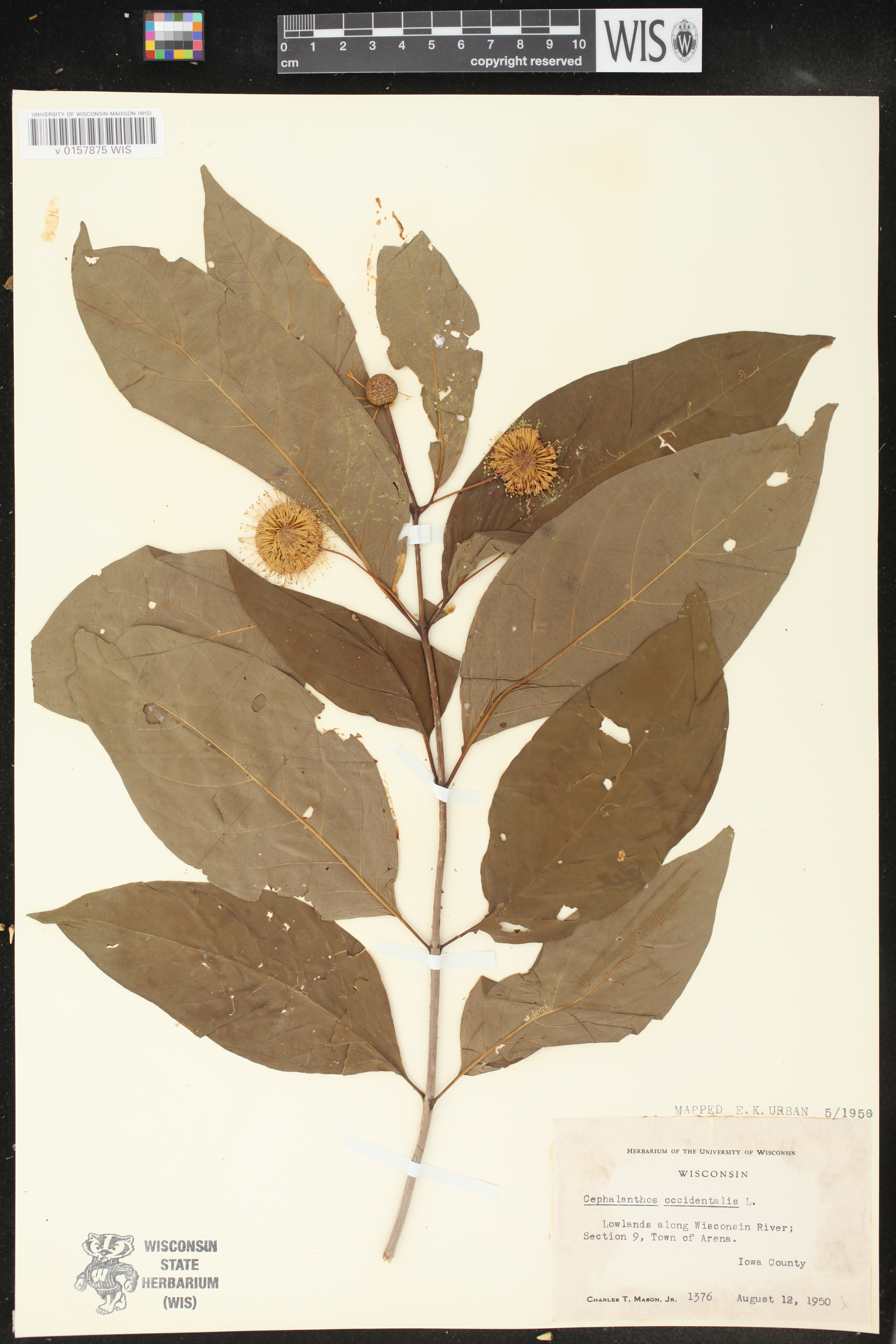 Cephalanthus occidentalis image