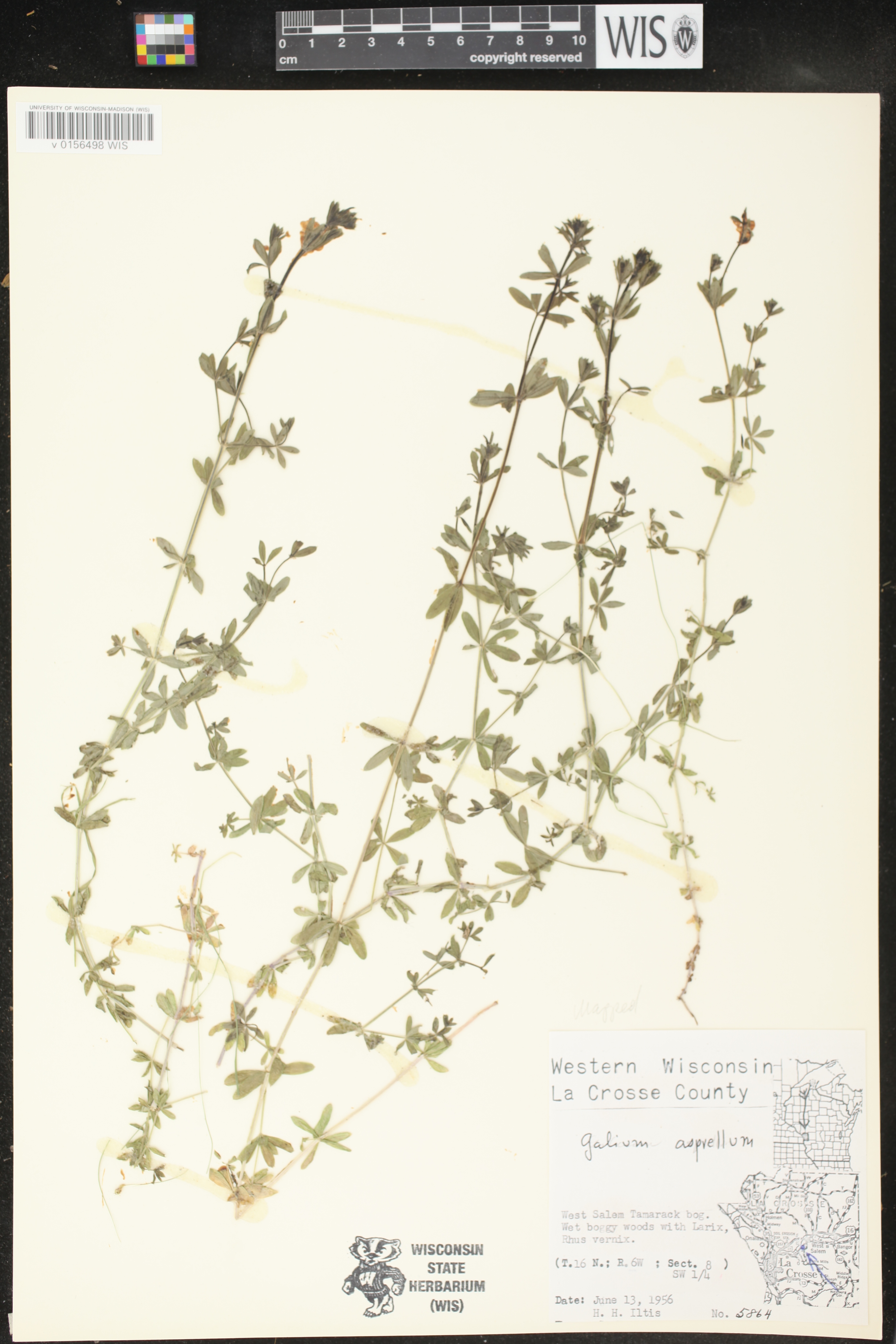 Galium asprellum image