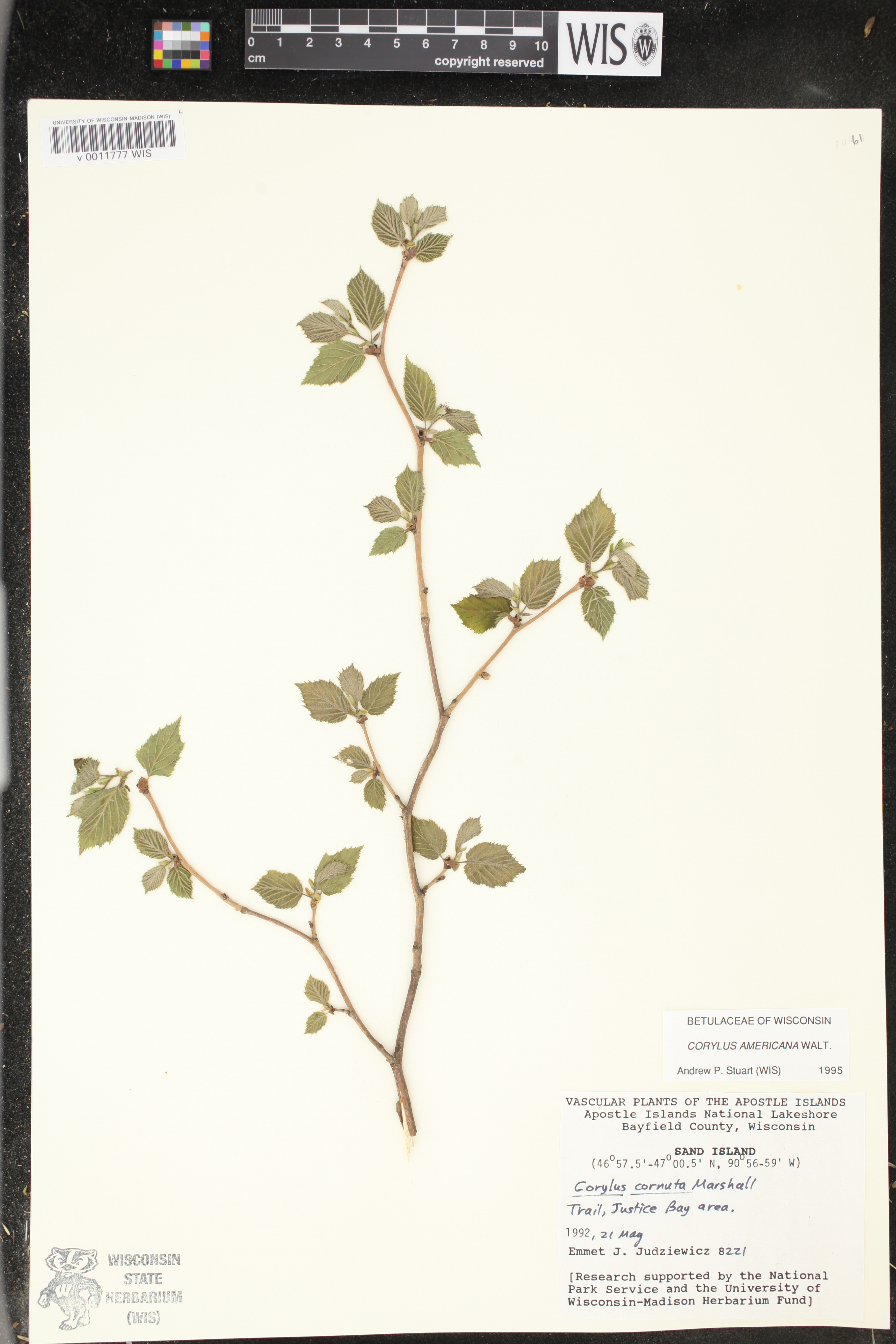 Corylus americana image