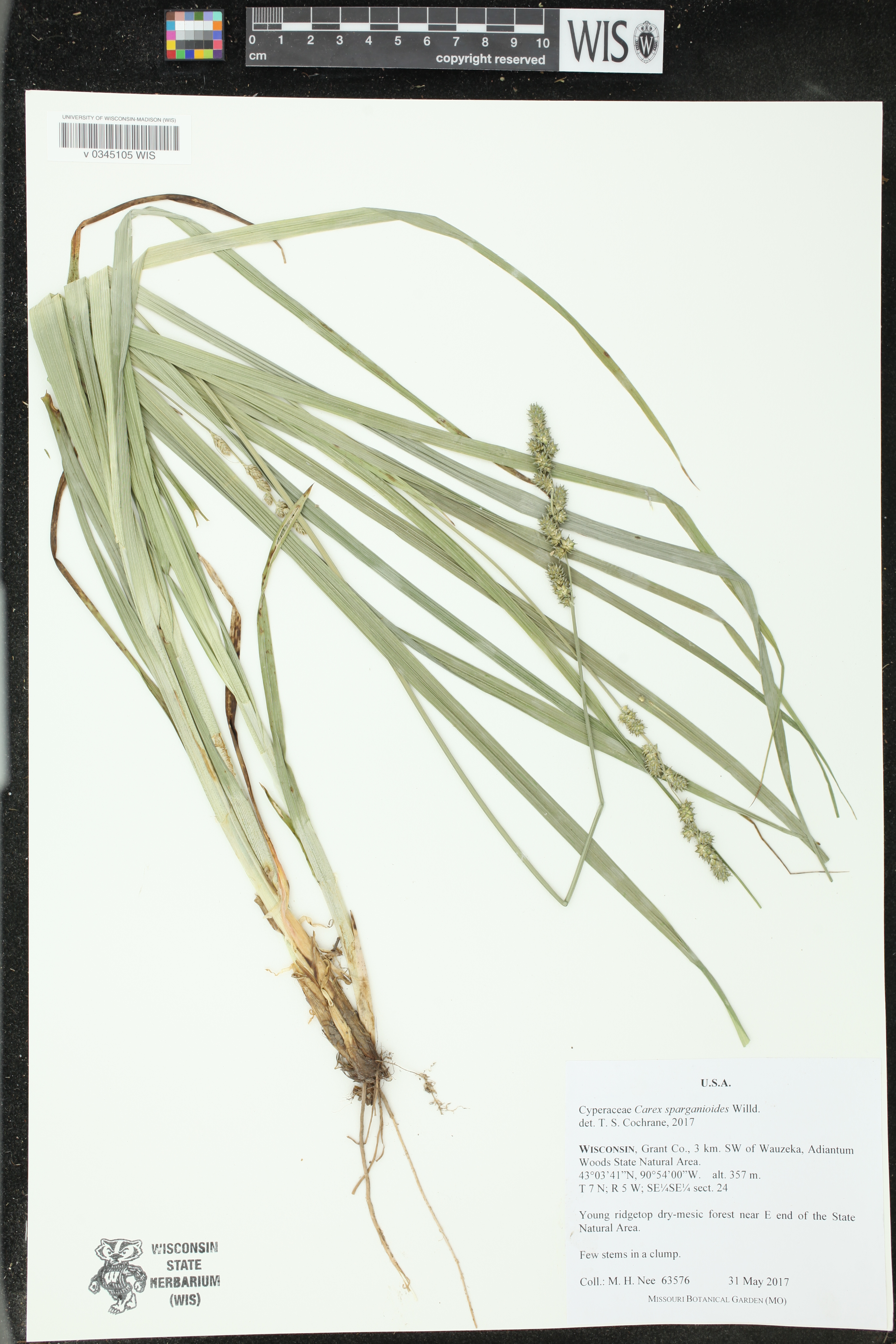 Carex sparganioides image
