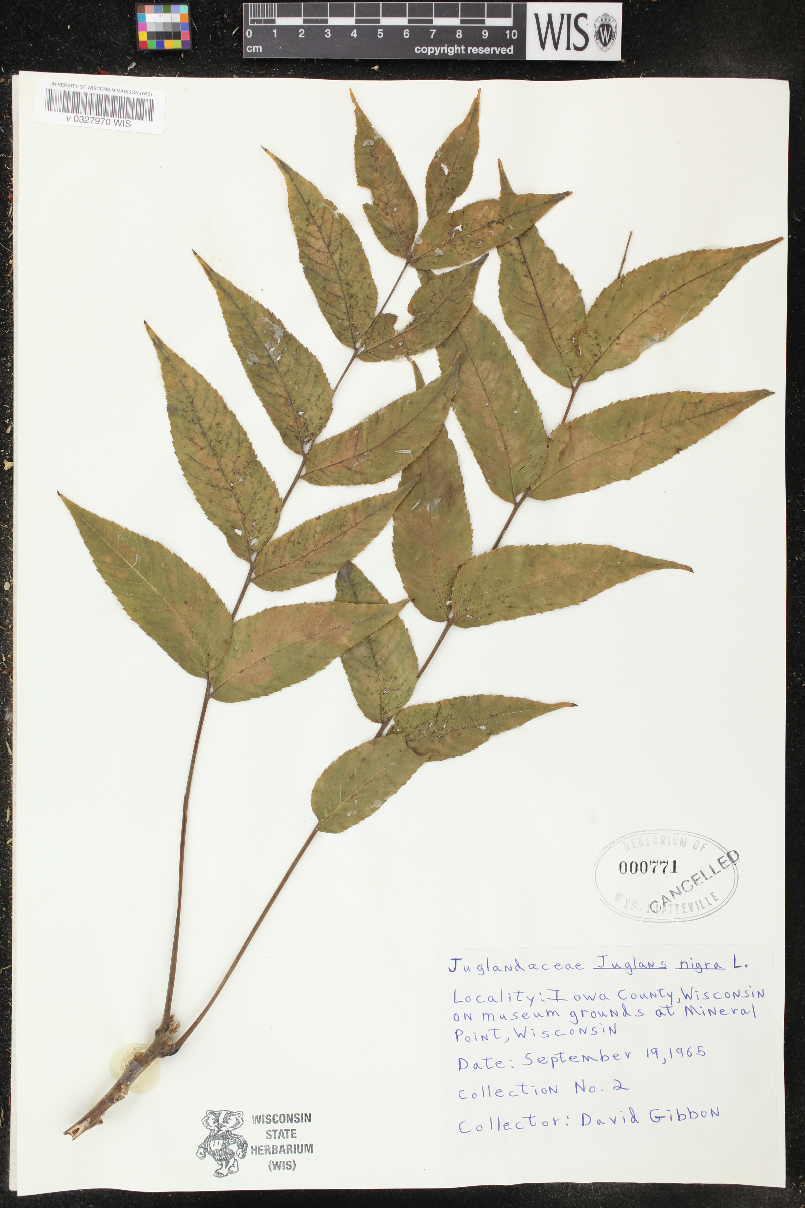Juglans nigra image