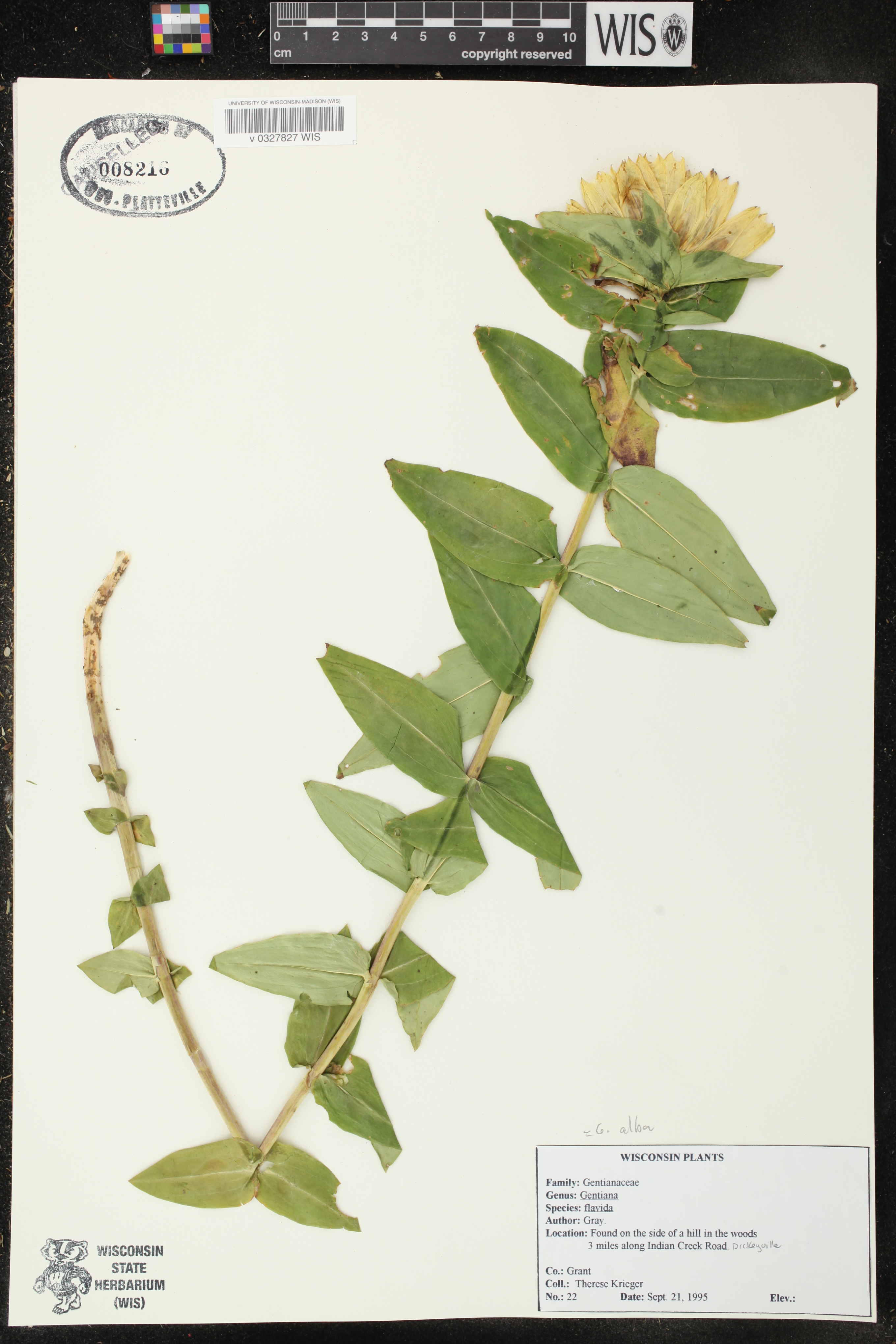 Gentiana alba image