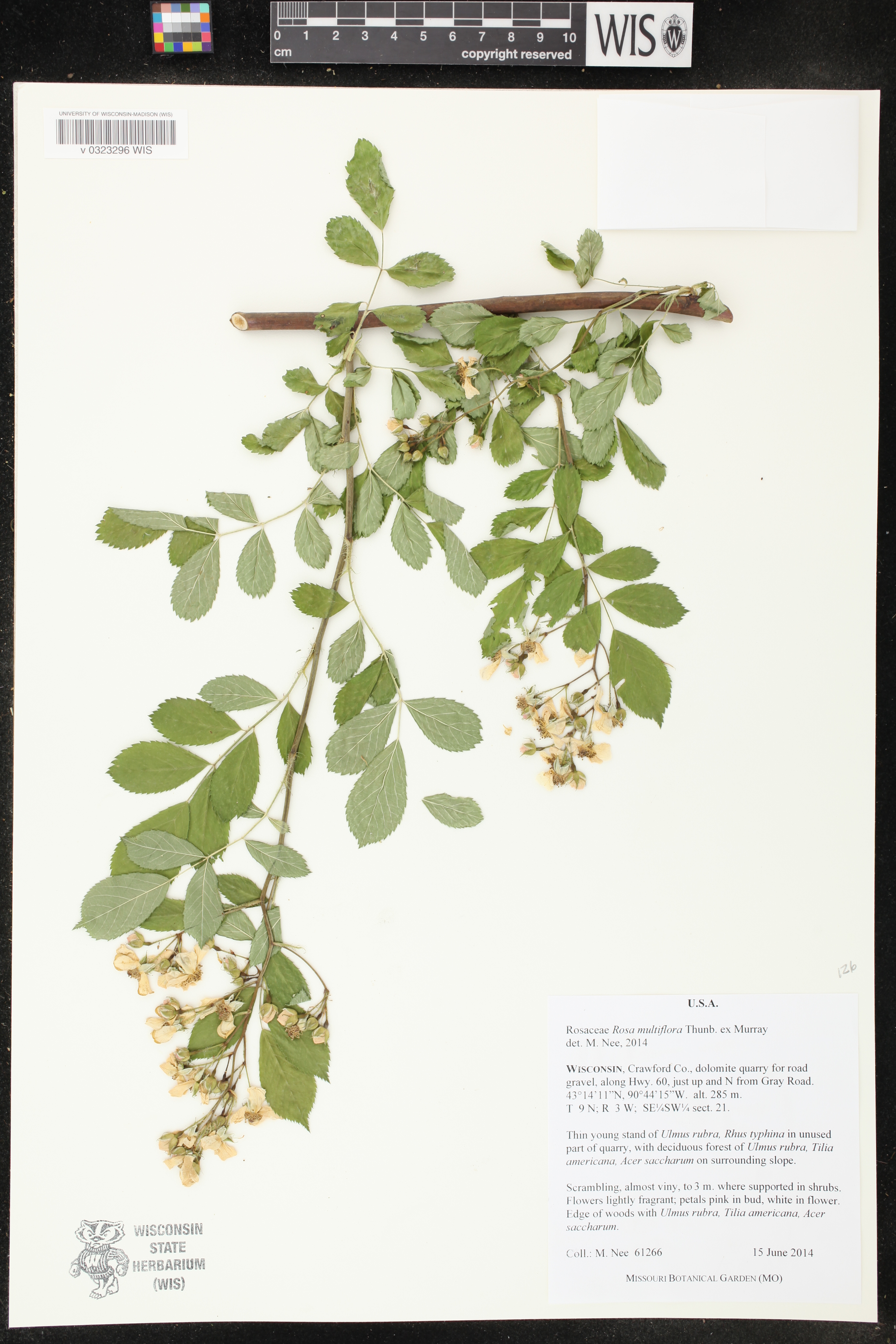Rosa multiflora image