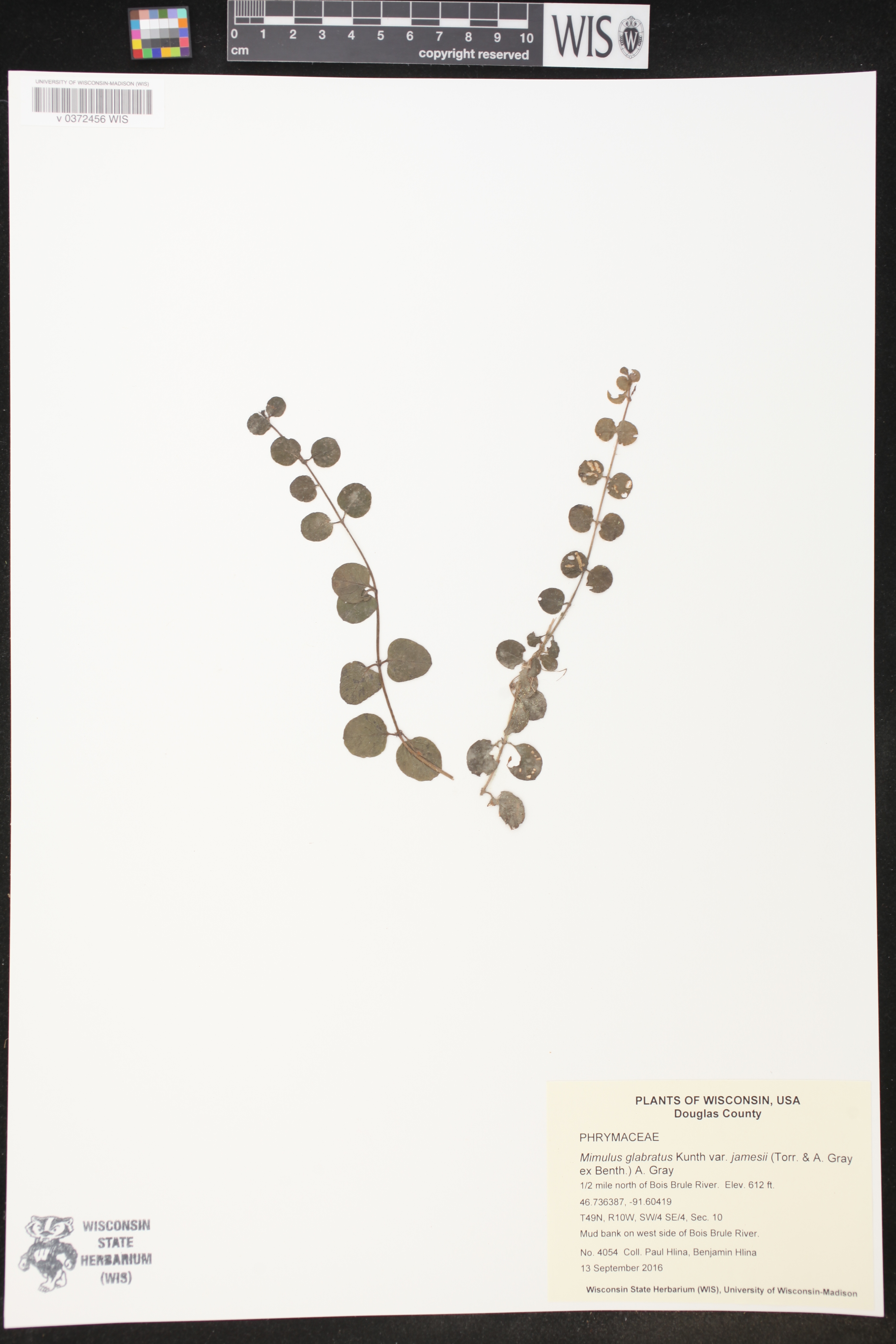 Lysimachia nummularia image