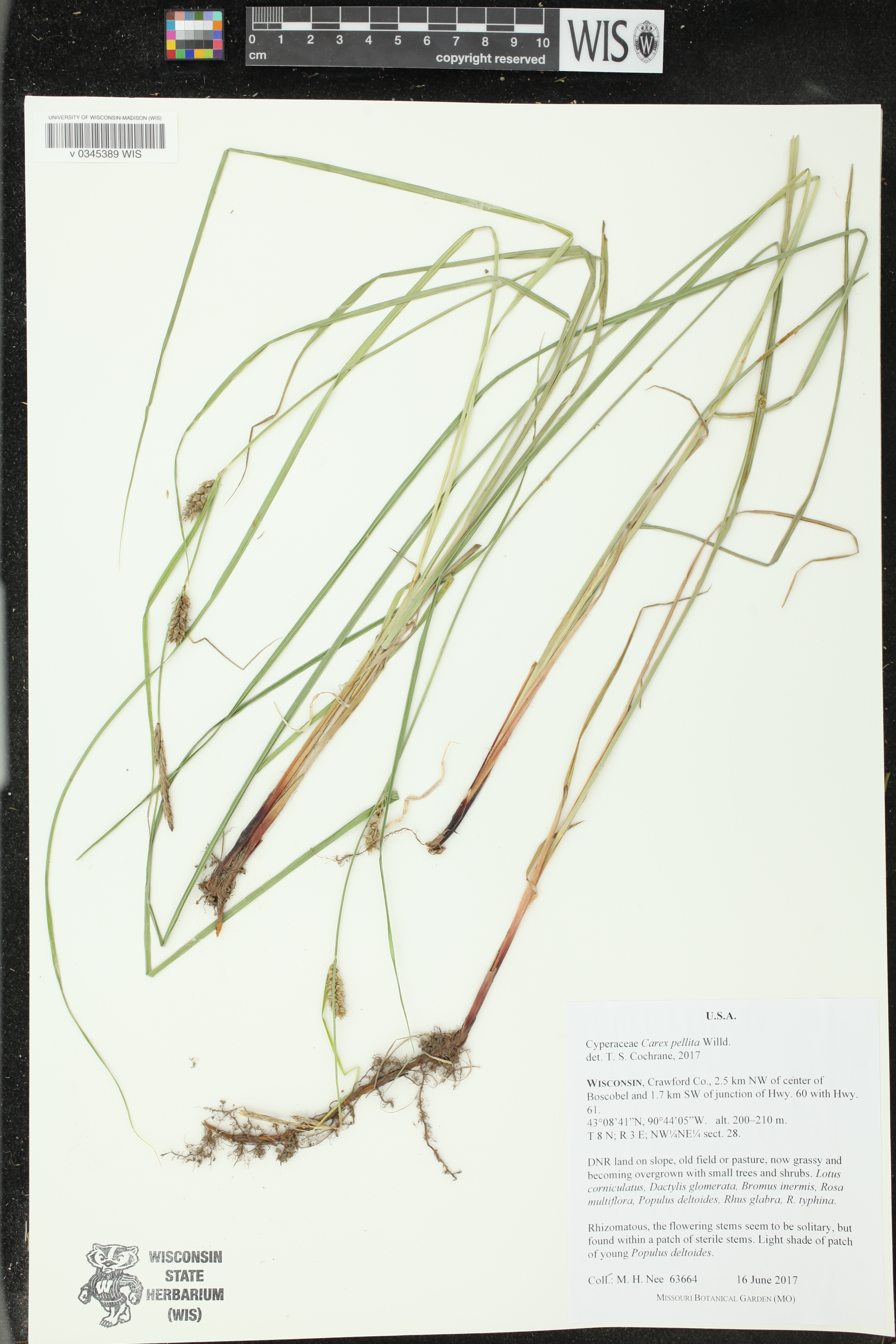 Carex pellita image