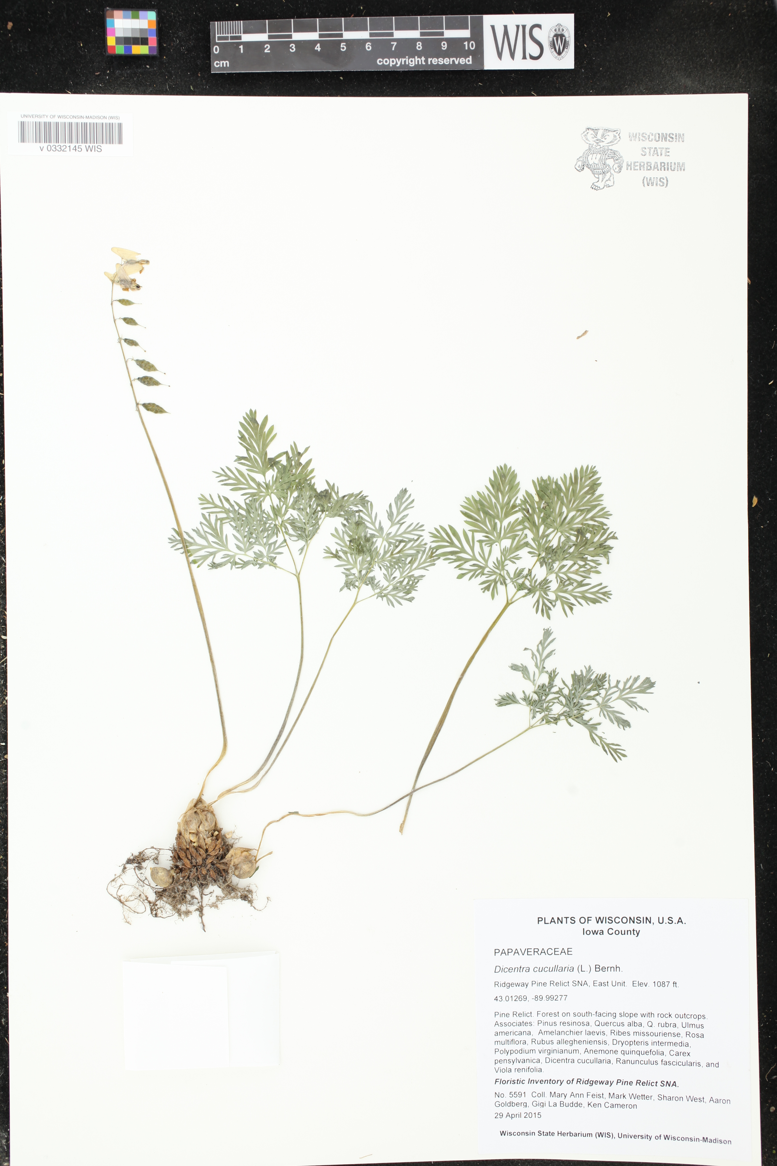 Dicentra cucullaria image