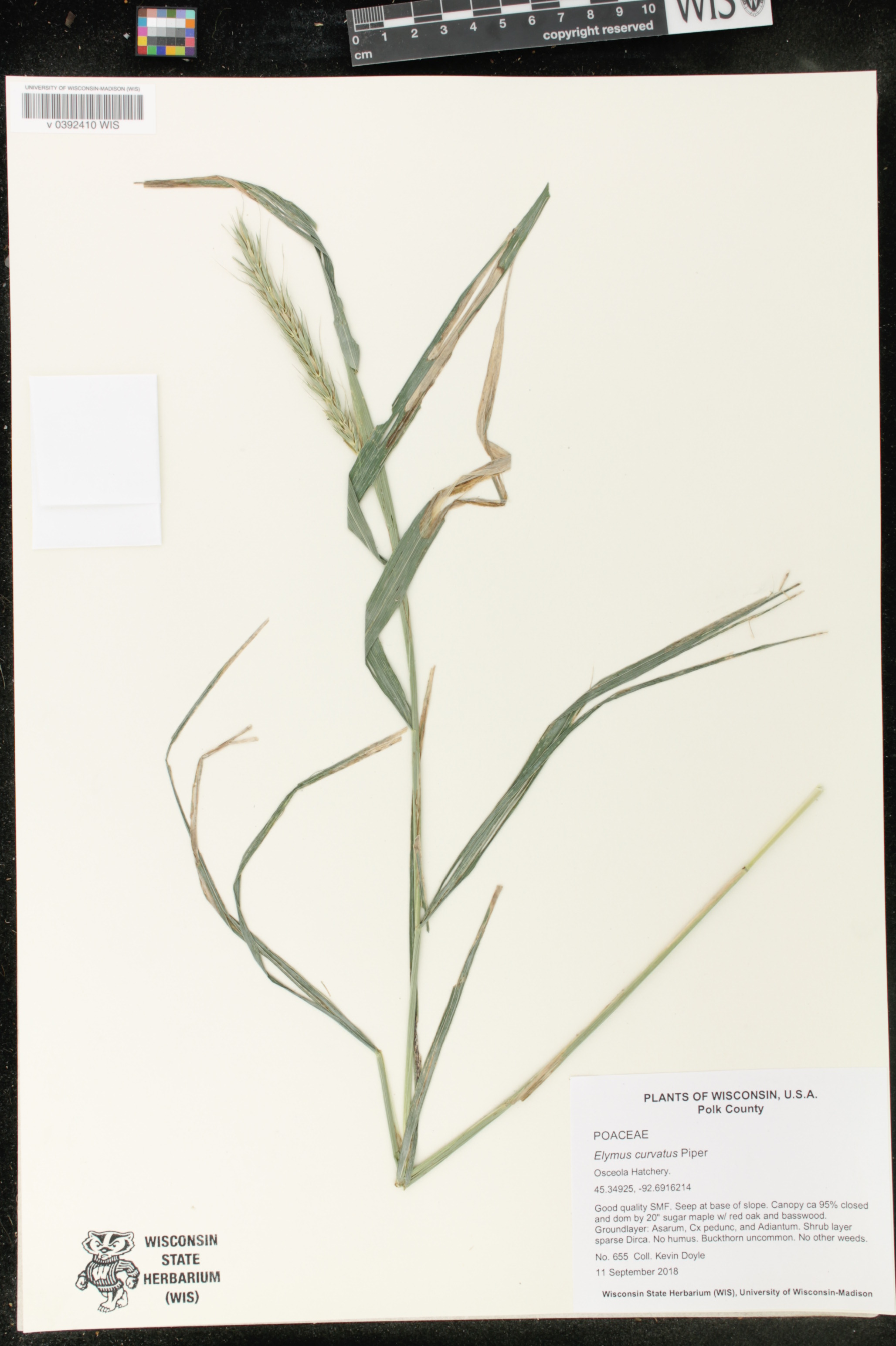 Elymus curvatus image