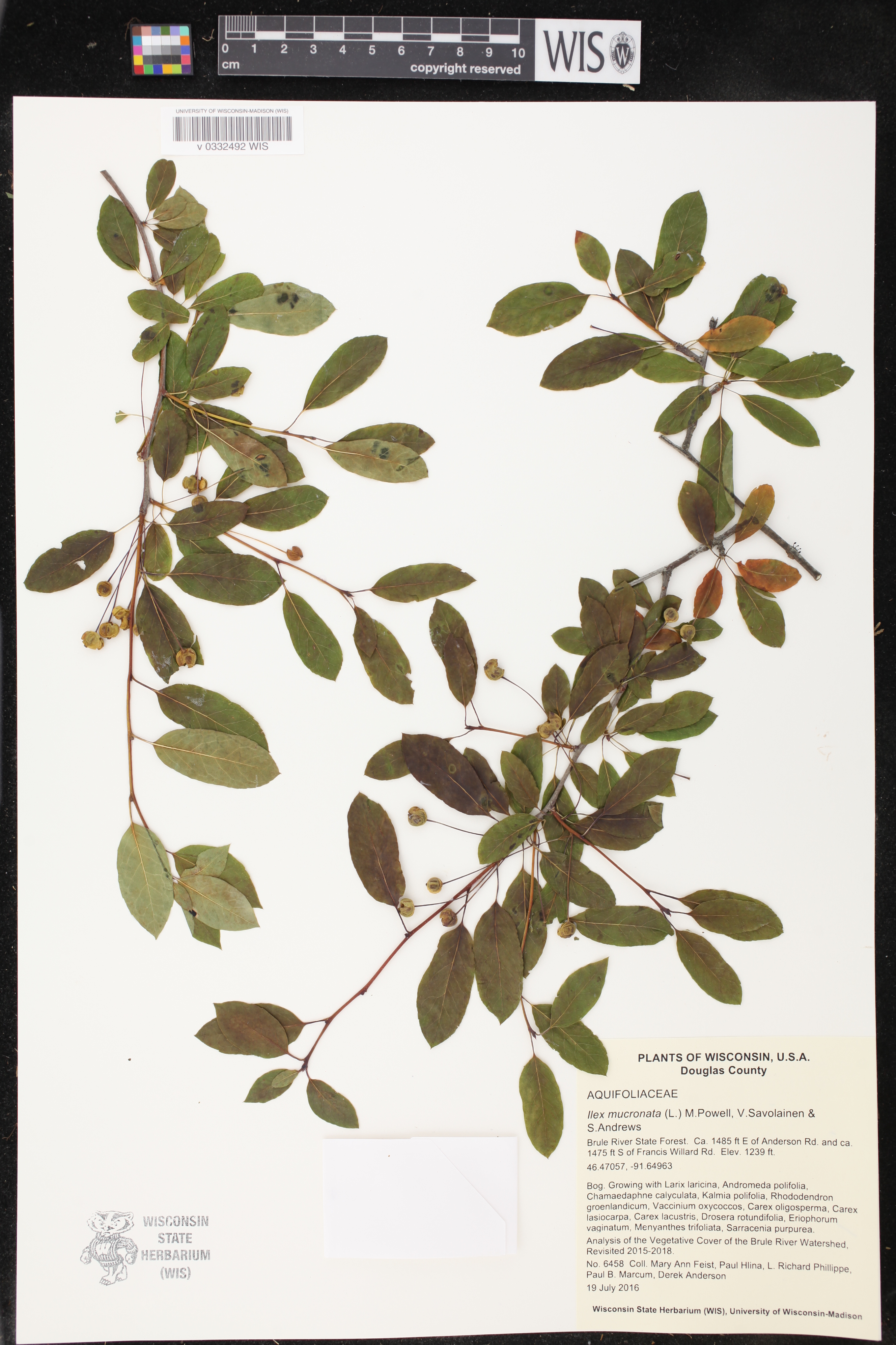 Ilex mucronata image