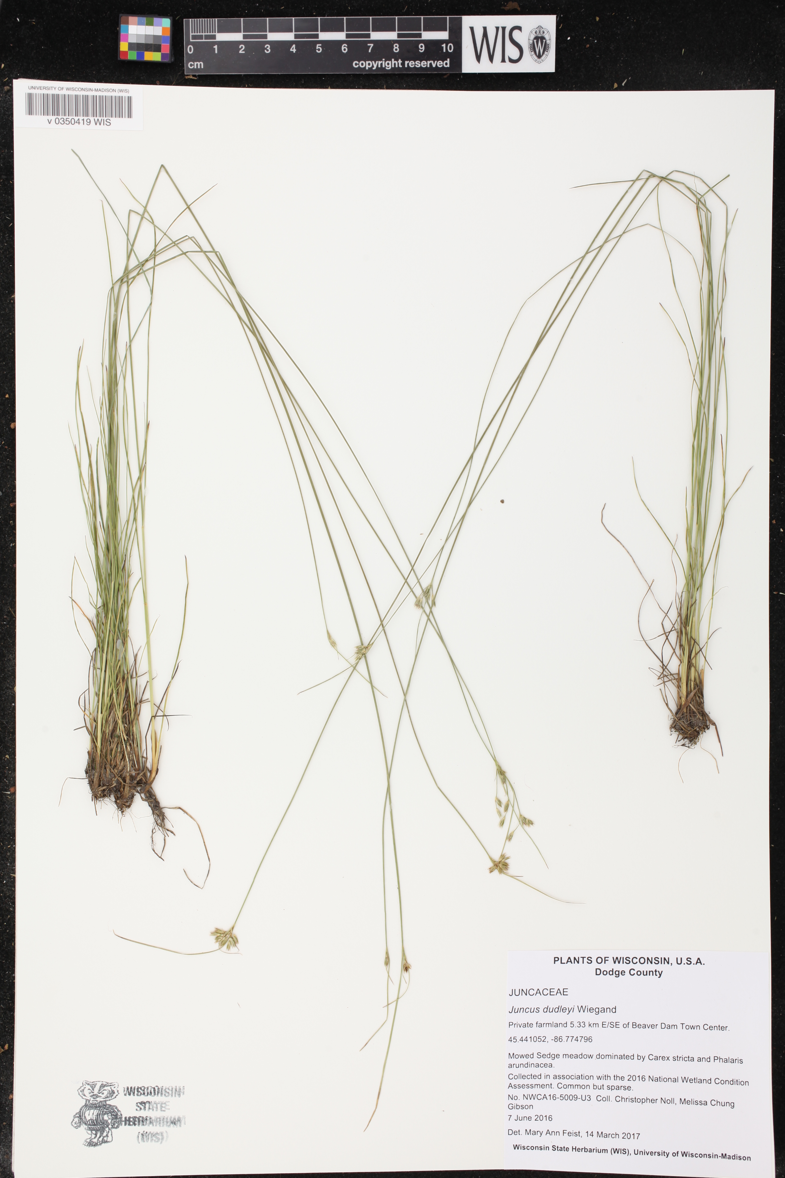 Juncus dudleyi image