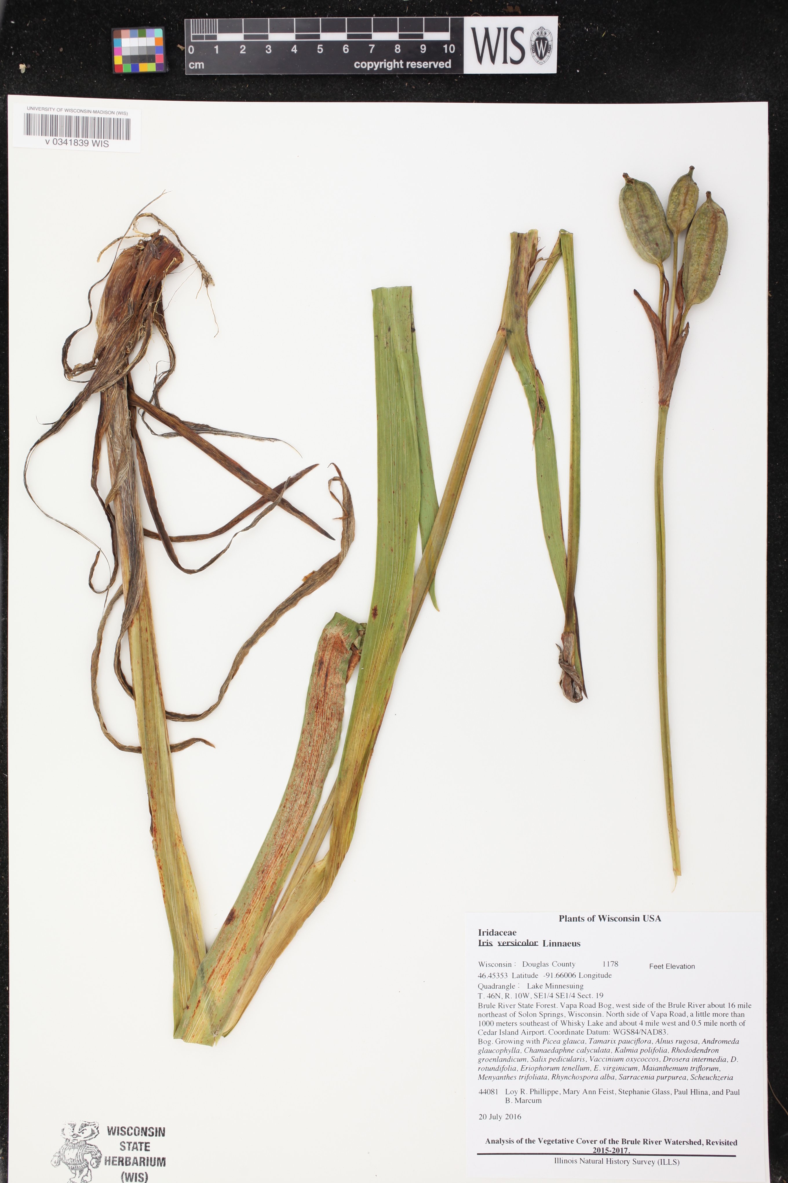 Iris versicolor image
