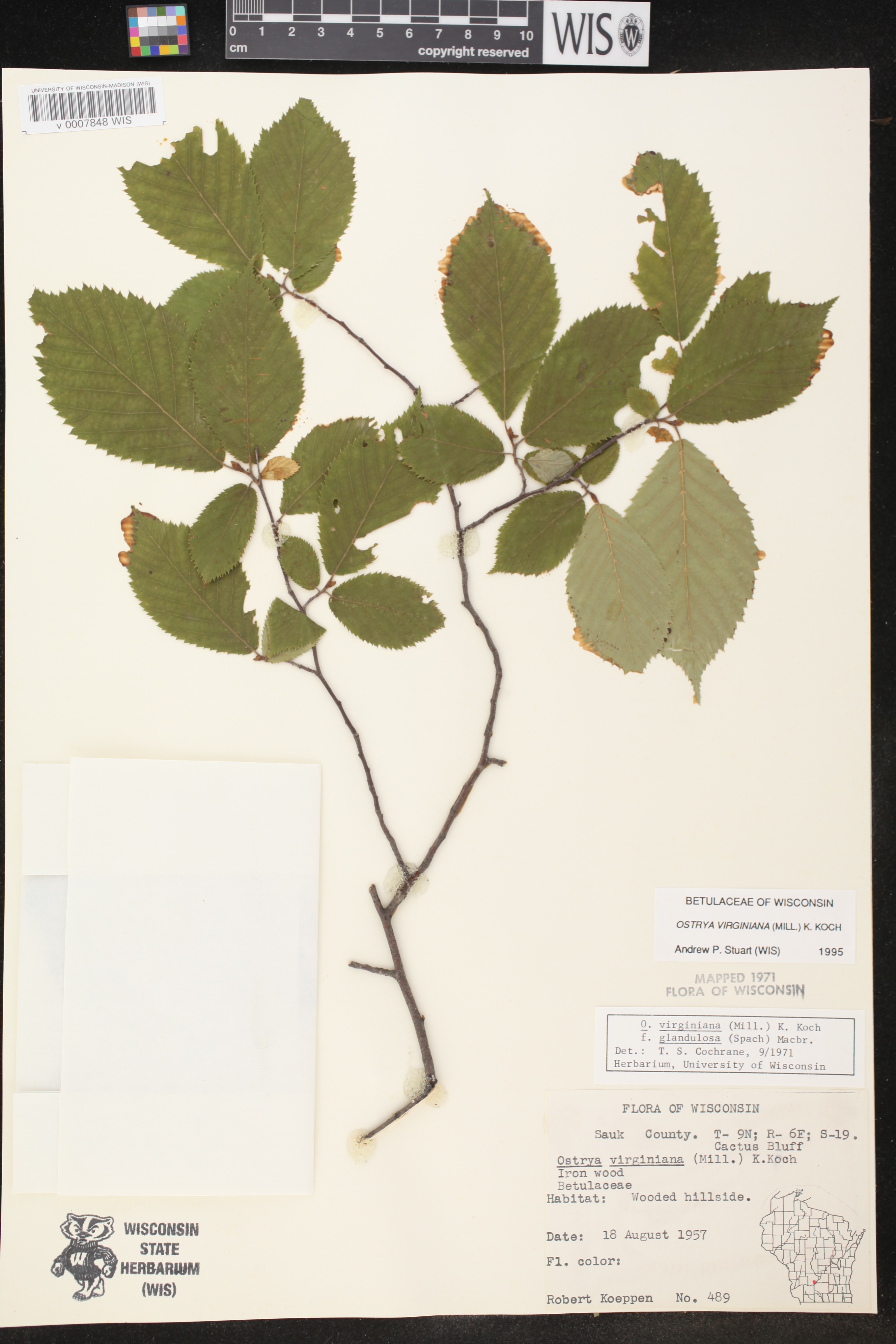 Ostrya virginiana image