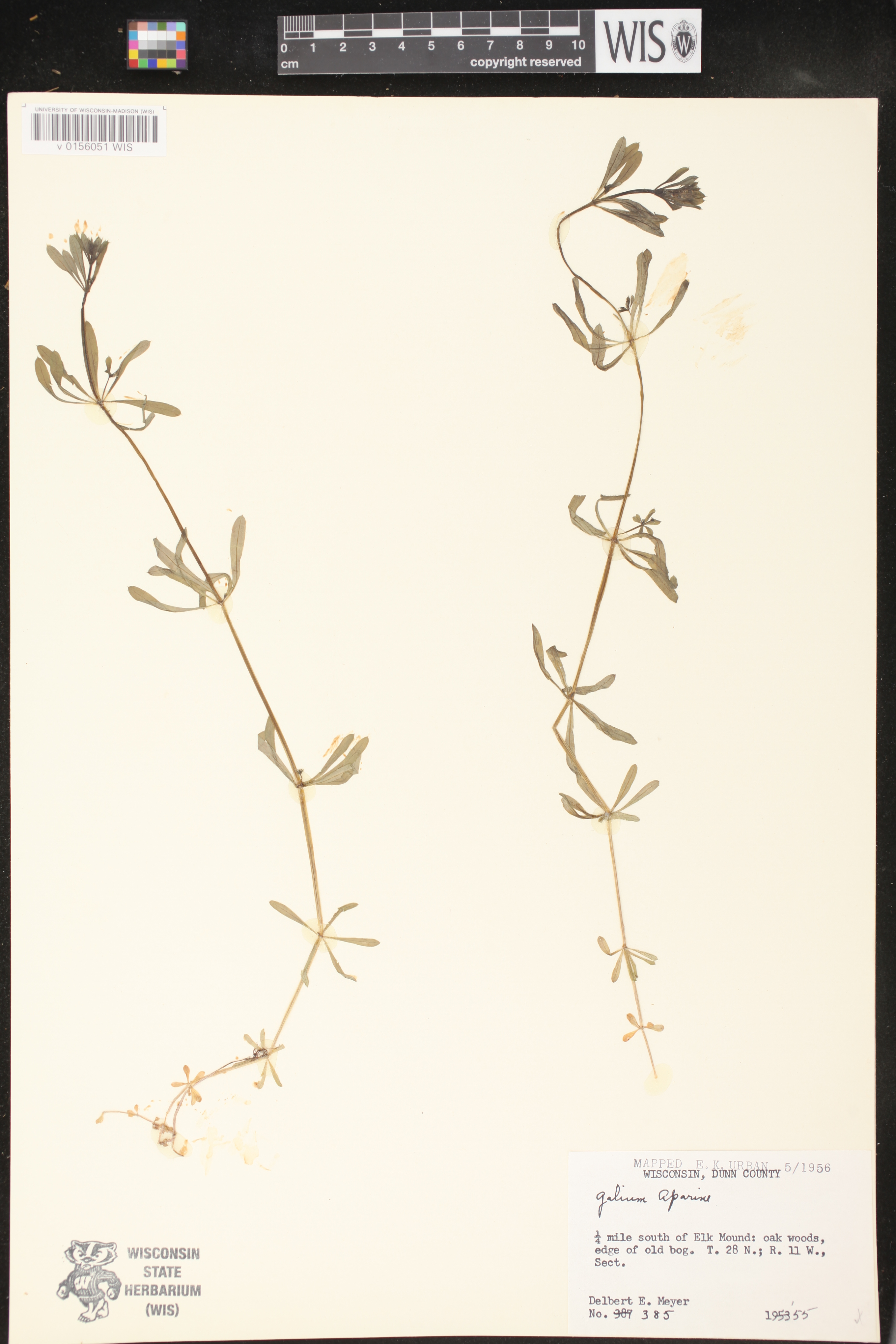 Galium aparine image