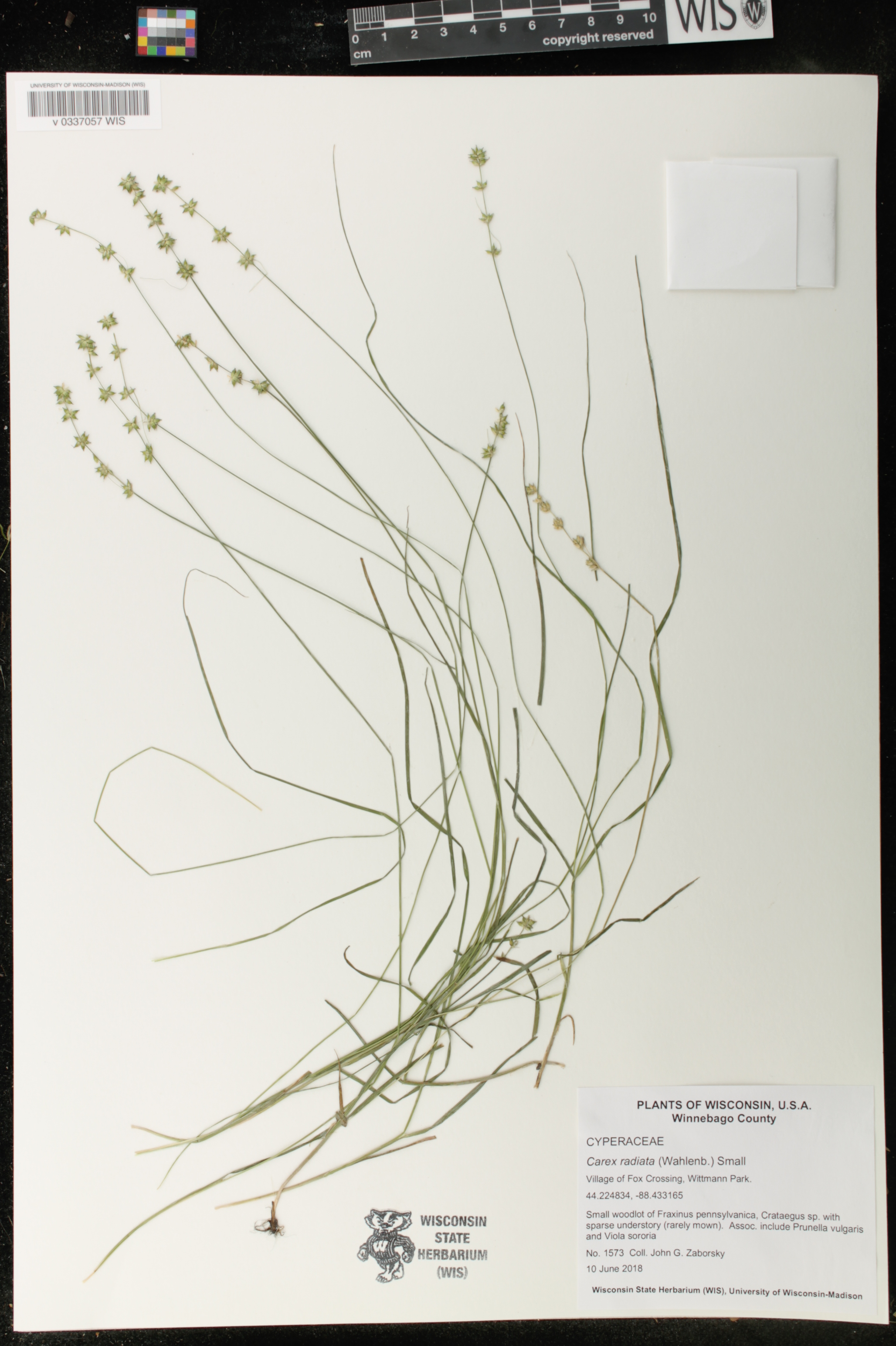 Carex radiata image