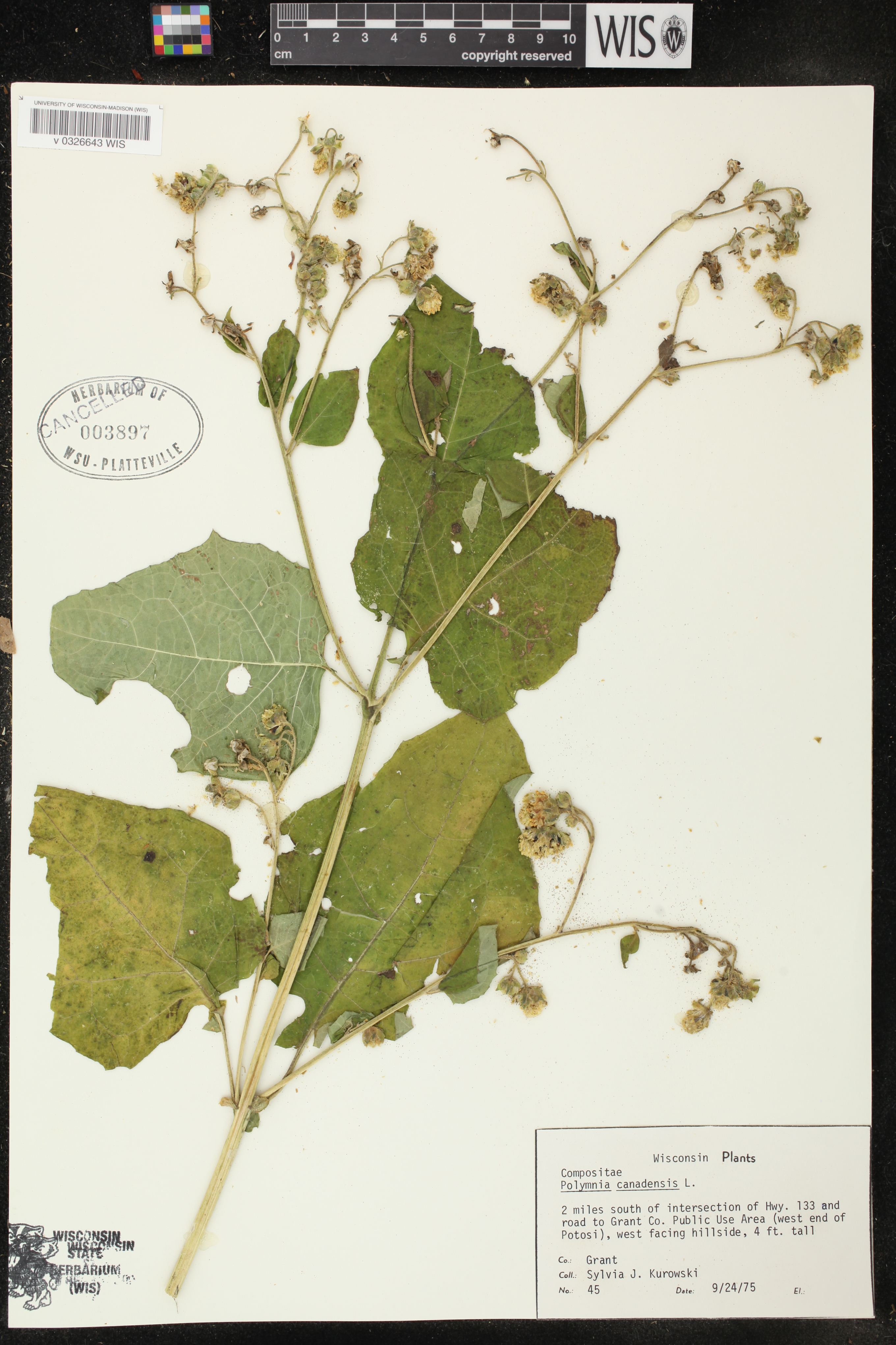 Polymnia canadensis image