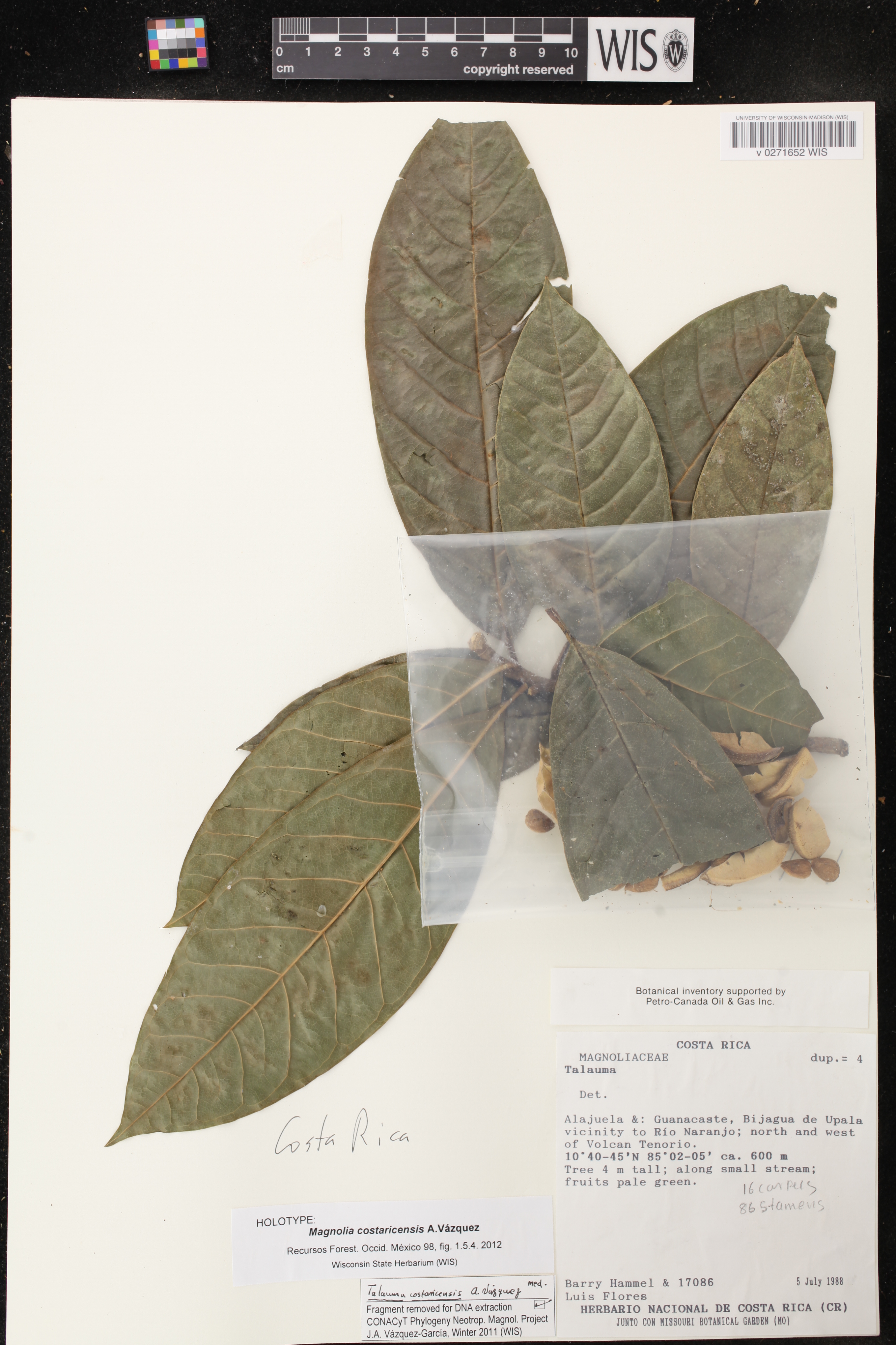 Magnolia costaricensis image