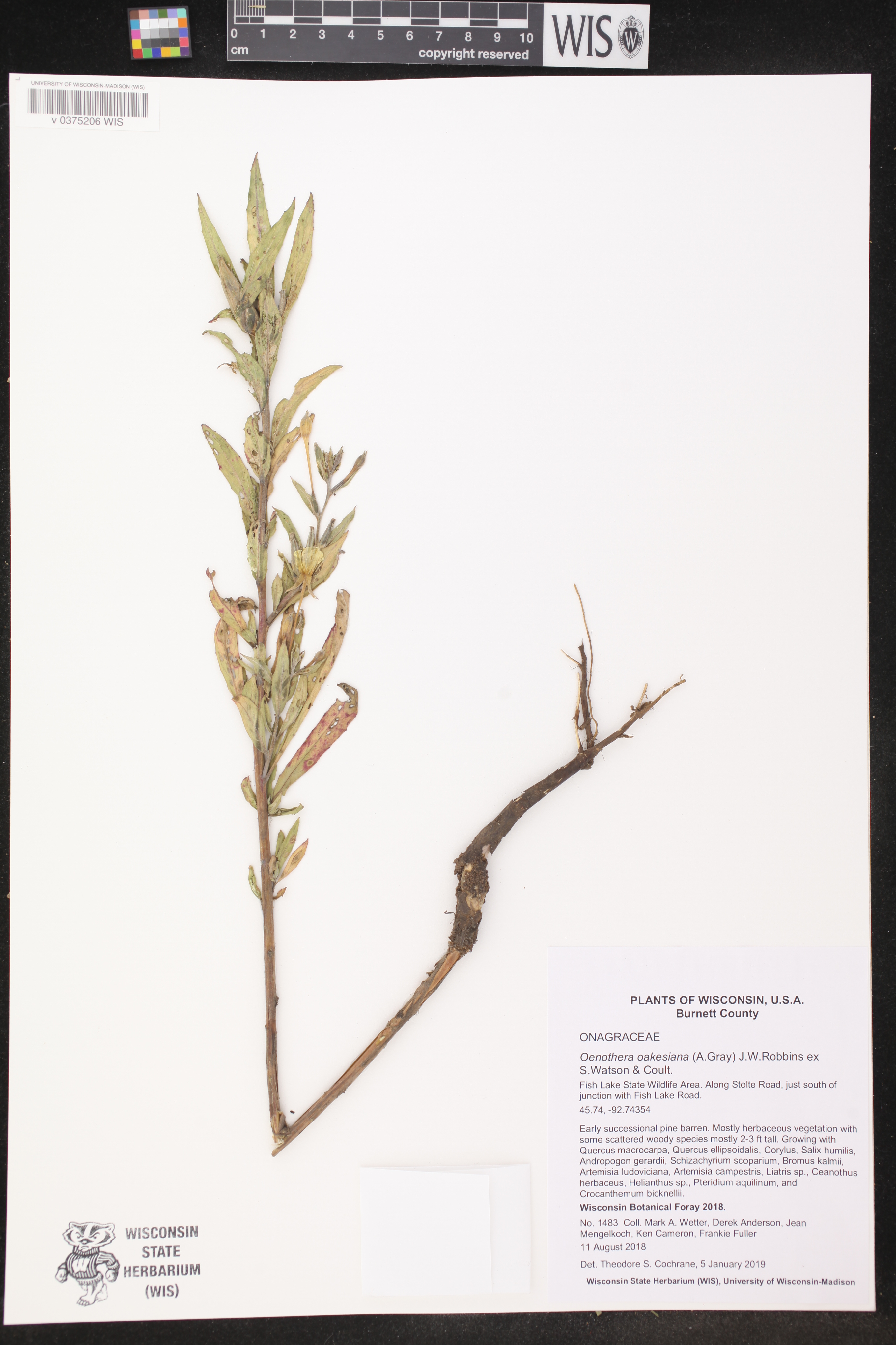 Oenothera oakesiana image